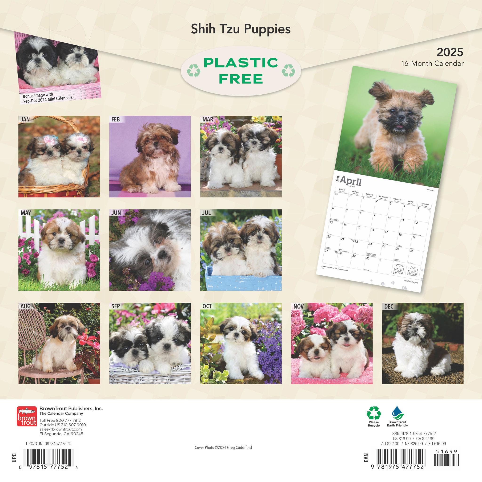 Shih Tzu Puppies Wall 2025 Calendar