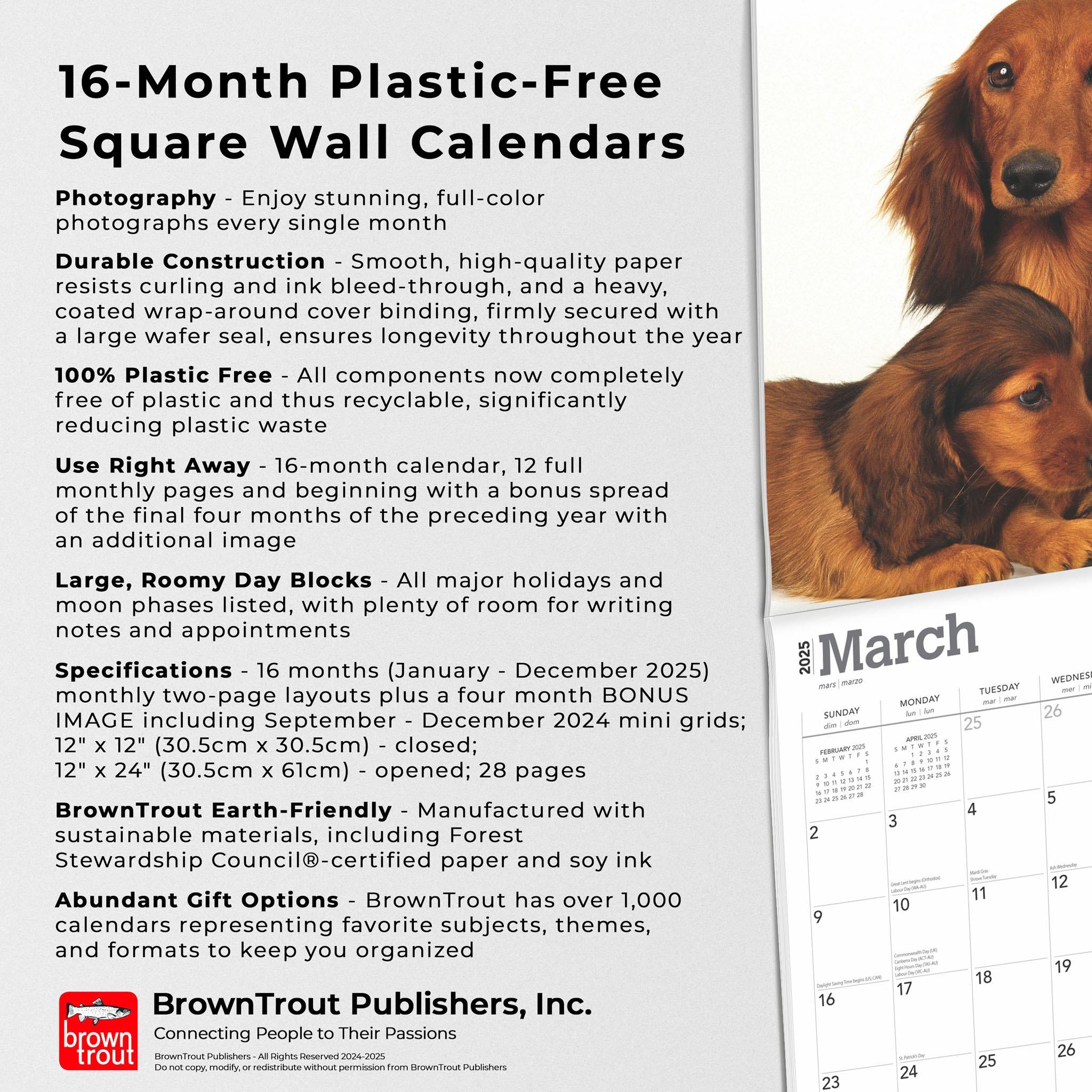 Dachshunds Longhaired Wall 2025 Calendar - Online Exclusive