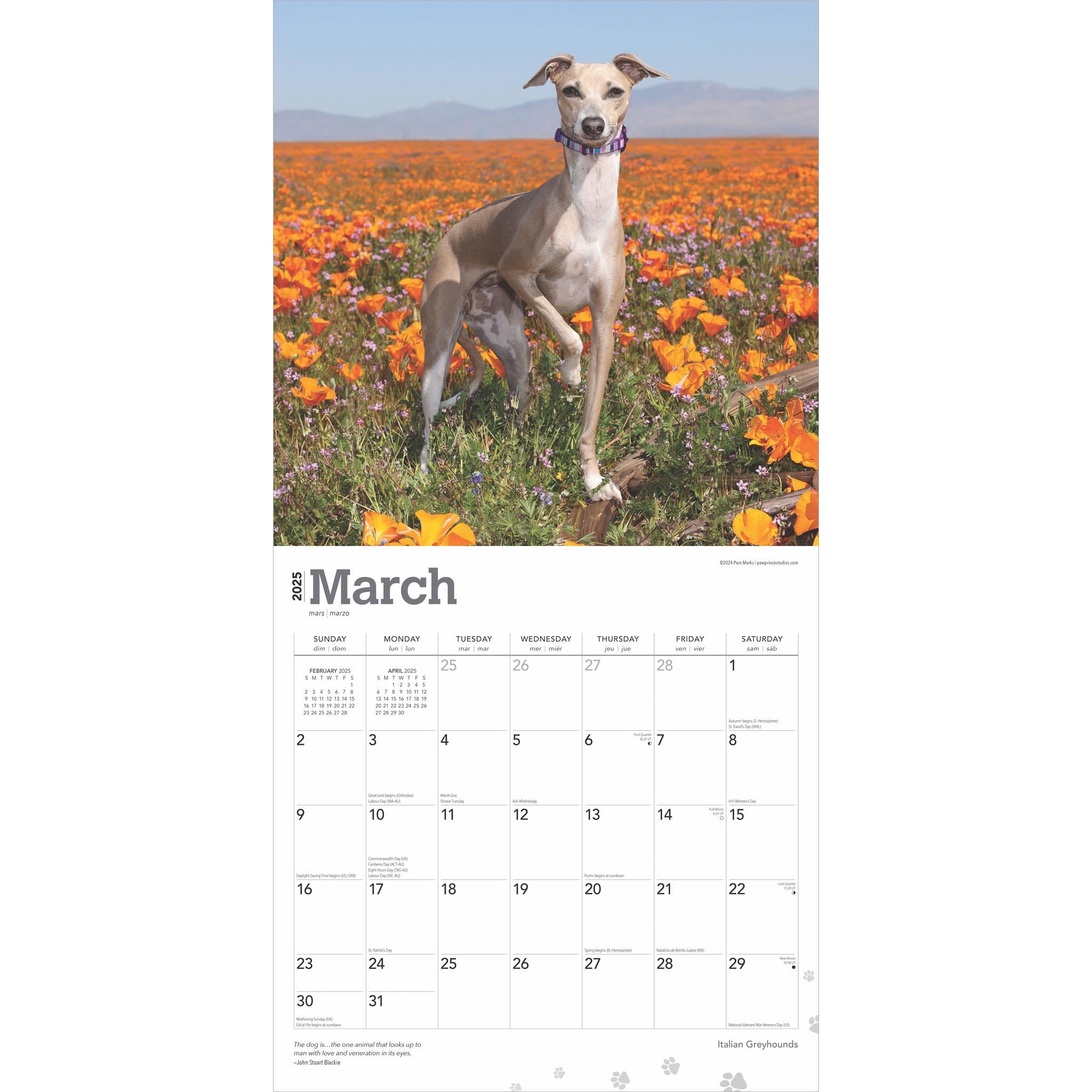 Italian Greyhounds Wall 2025 Calendar - Online Exclusive