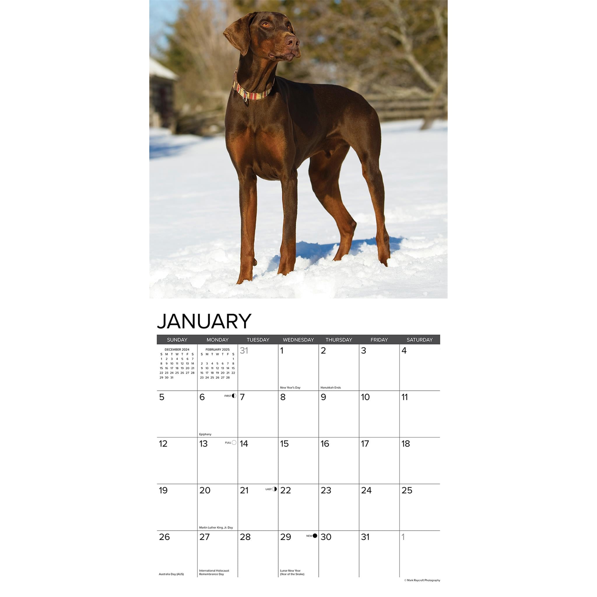 Just Doberman Pinschers Wall 2025 Calendar - Online Exclusive