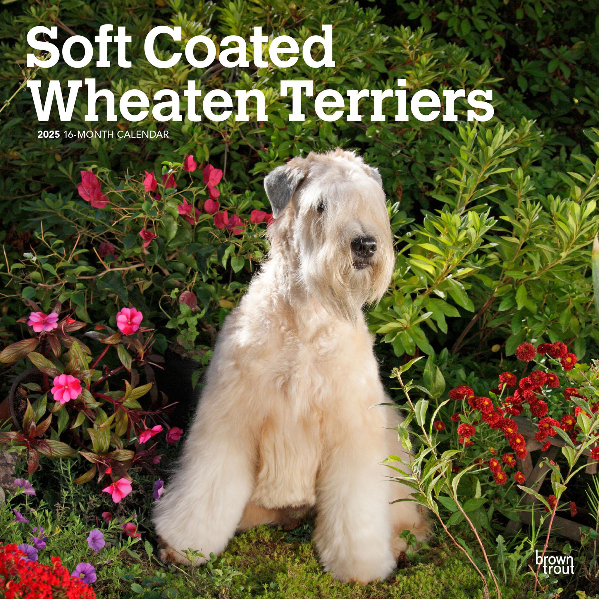 Wheaten Terriers Soft Coated Wall 2025 Calendar