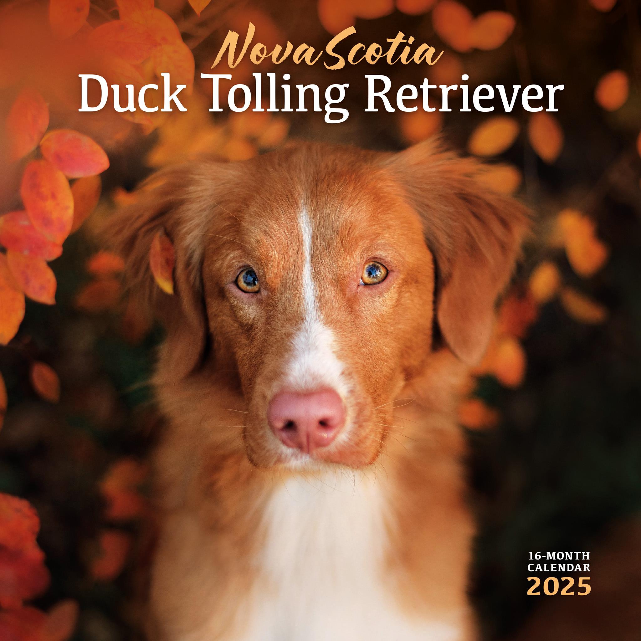 Nova Scotia Duck Tolling Retriever Wall 2025 Calendar