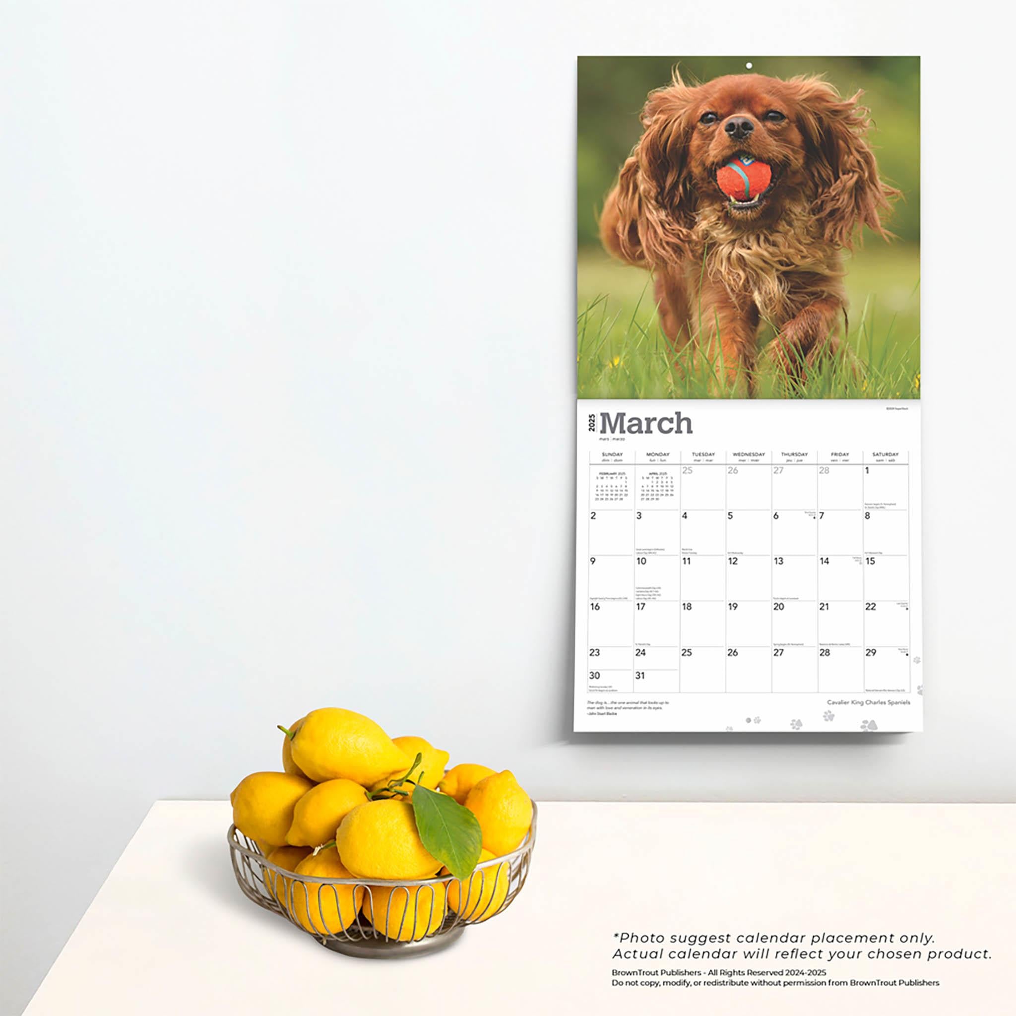 Cavalier King Charles Spaniels Wall 2025 Calendar