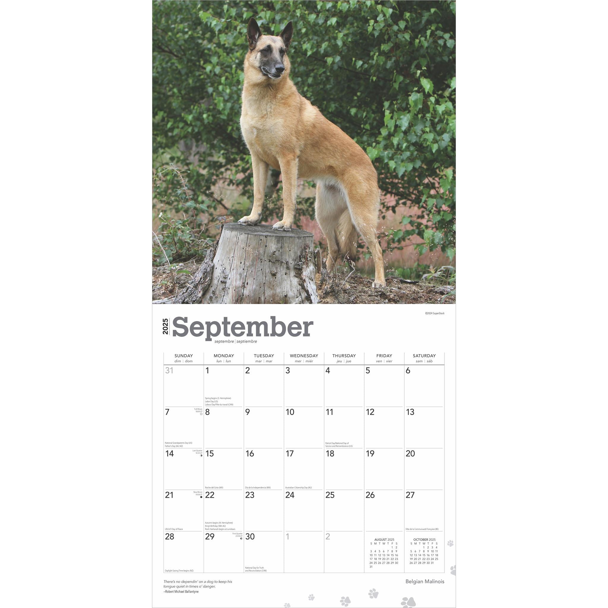 Belgian Malinois Wall 2025 Calendar - Online Exclusive