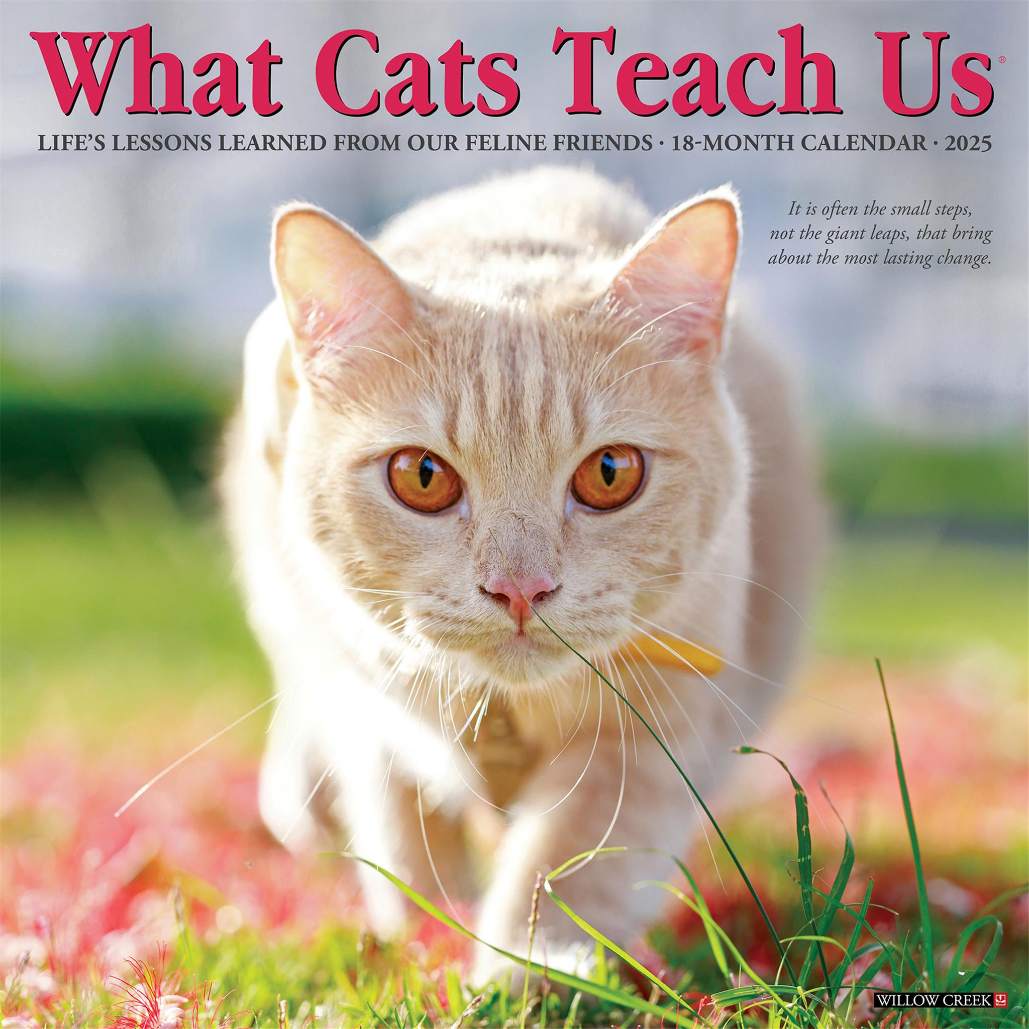 What Cats Teach Us Wall 2025 Calendar