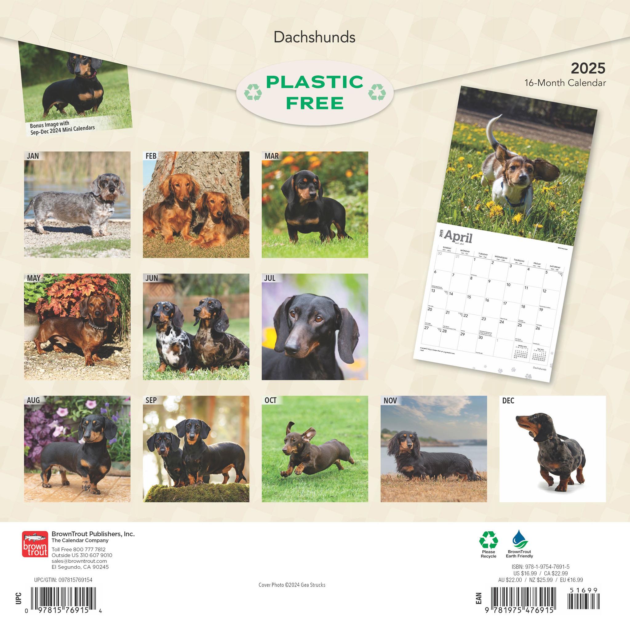 Dachshunds Wall 2025 Calendar