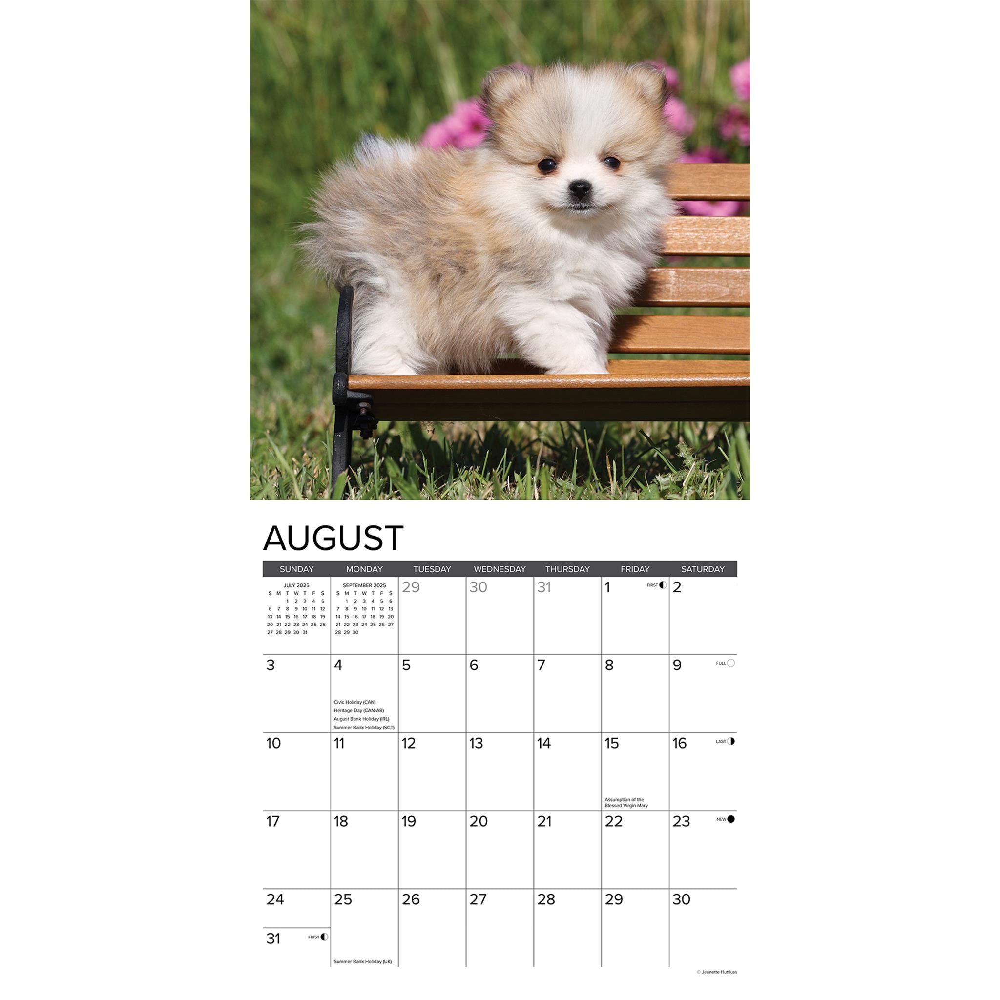 Just Pomeranian Puppies Wall 2025 Calendar