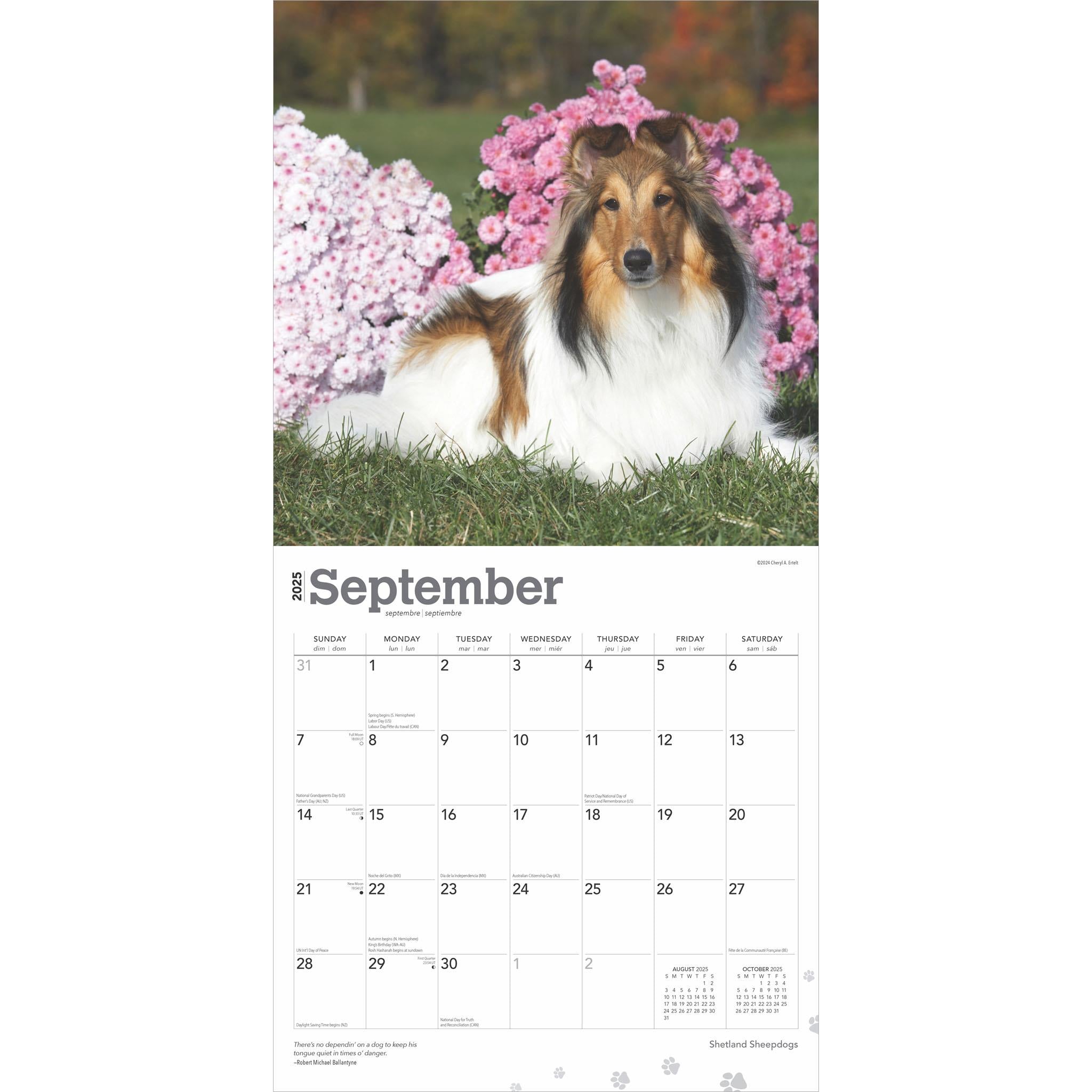 Shetland Sheepdogs Wall 2025 Calendar - Online Exclusive