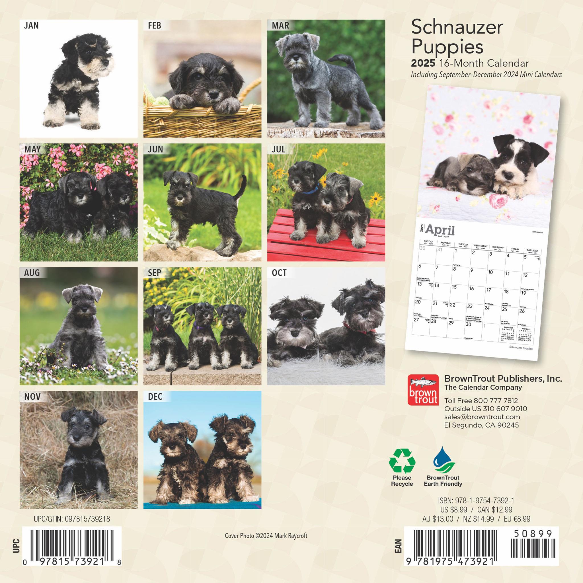 Schnauzer Puppies Mini 2025 Calendar