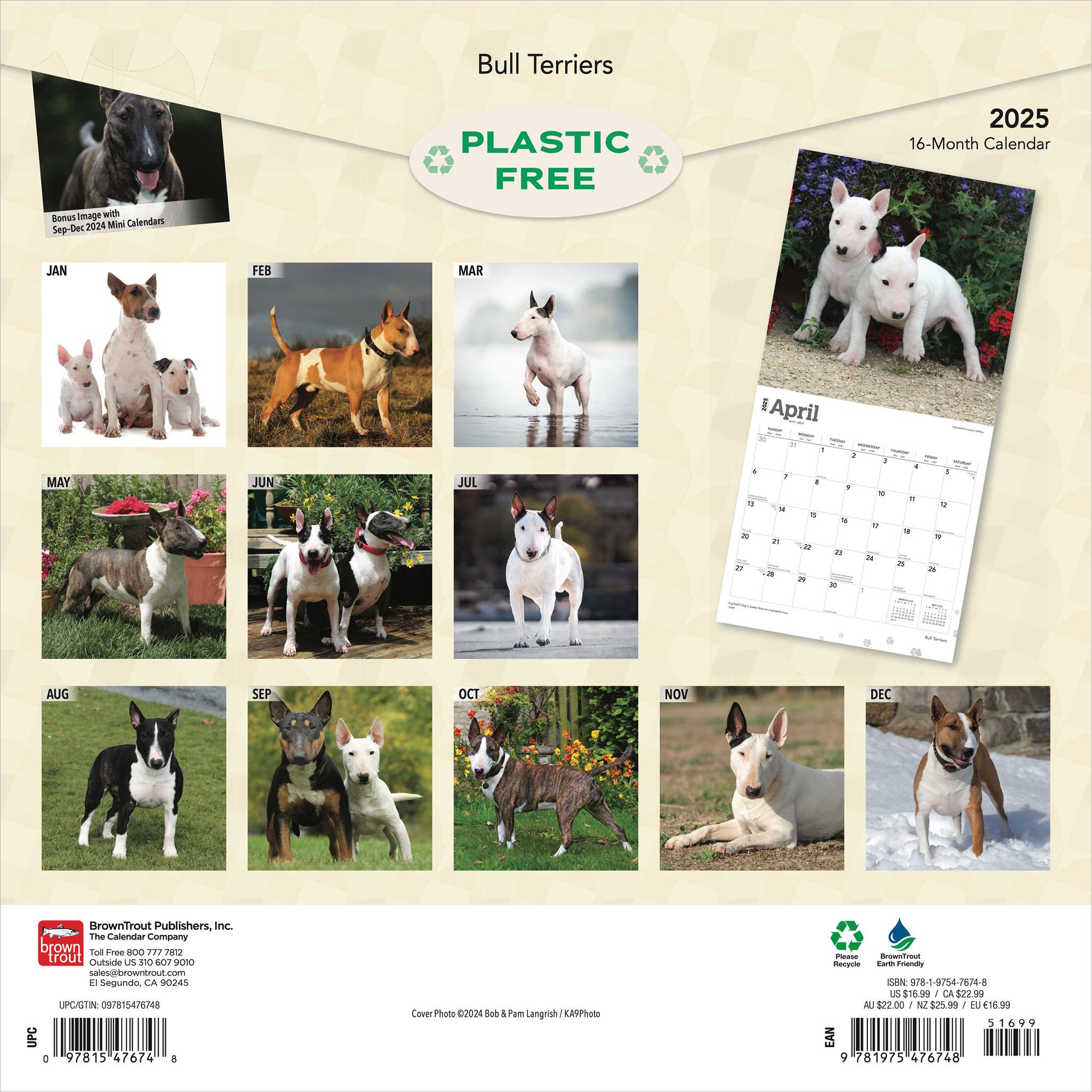 Bull Terriers Wall 2025 Calendar