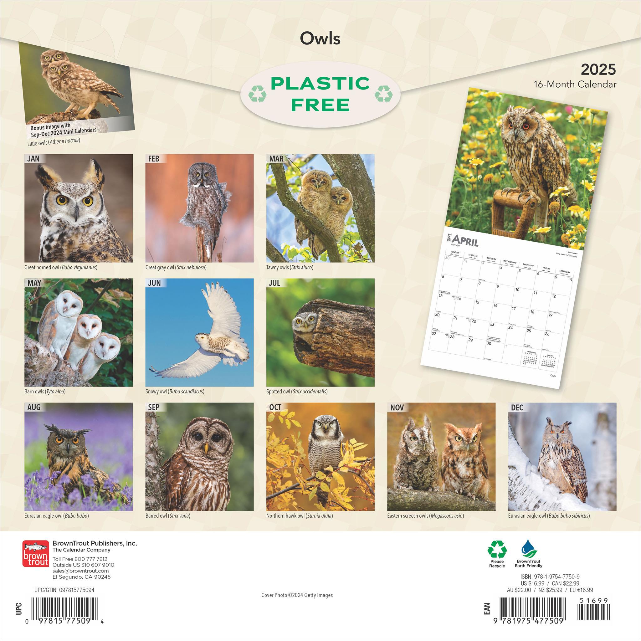 Owls Wall 2025 Calendar