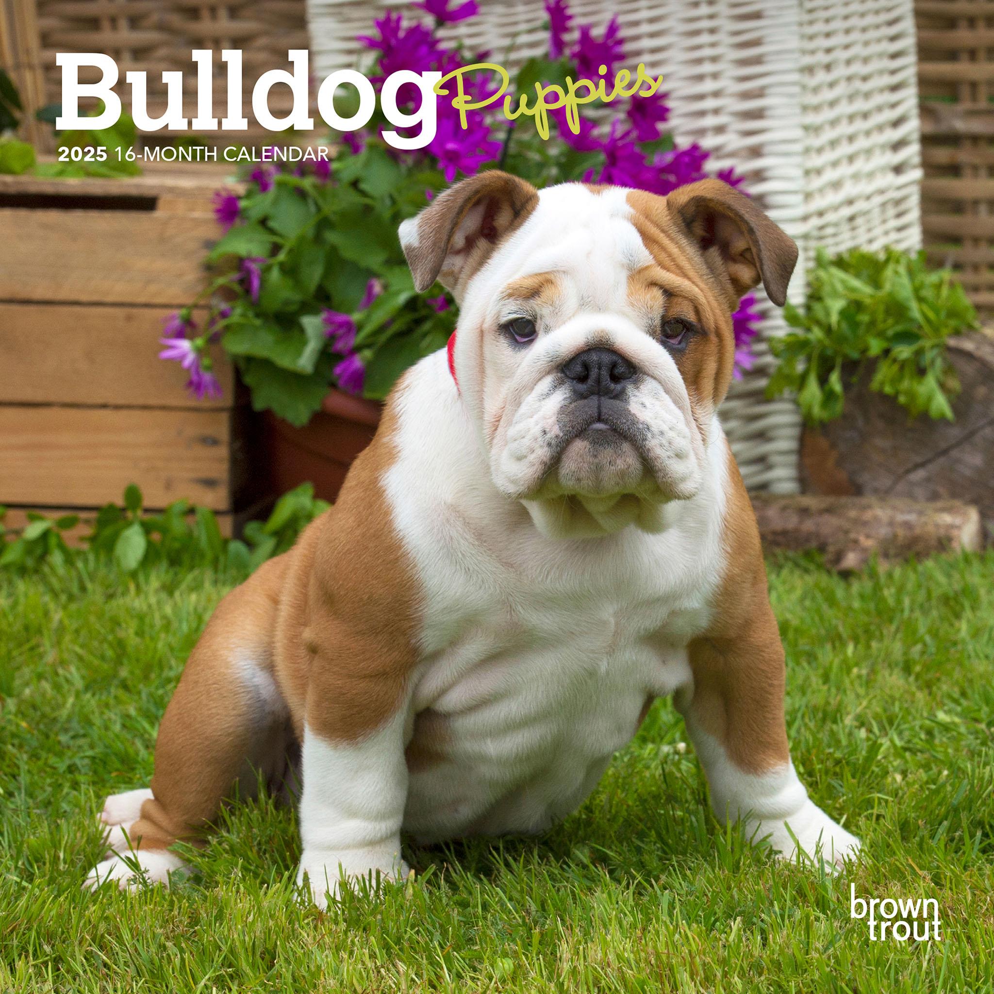 Bulldog Puppies Mini 2025 Calendar