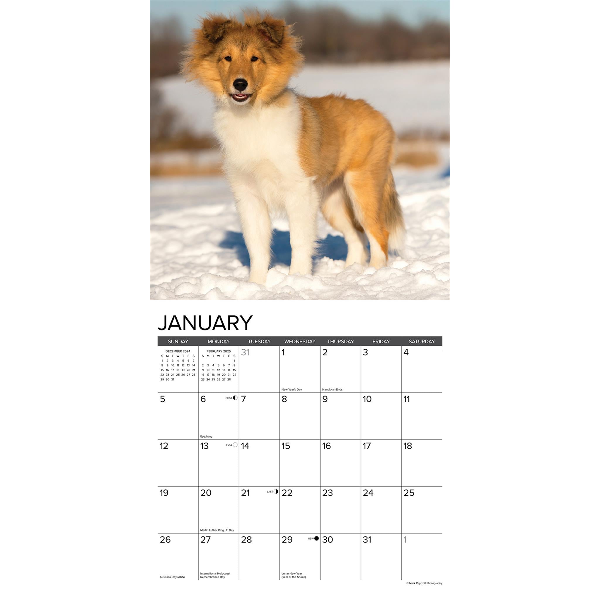 Just Sheltie Puppies Wall 2025 Calendar - Online Exclusive