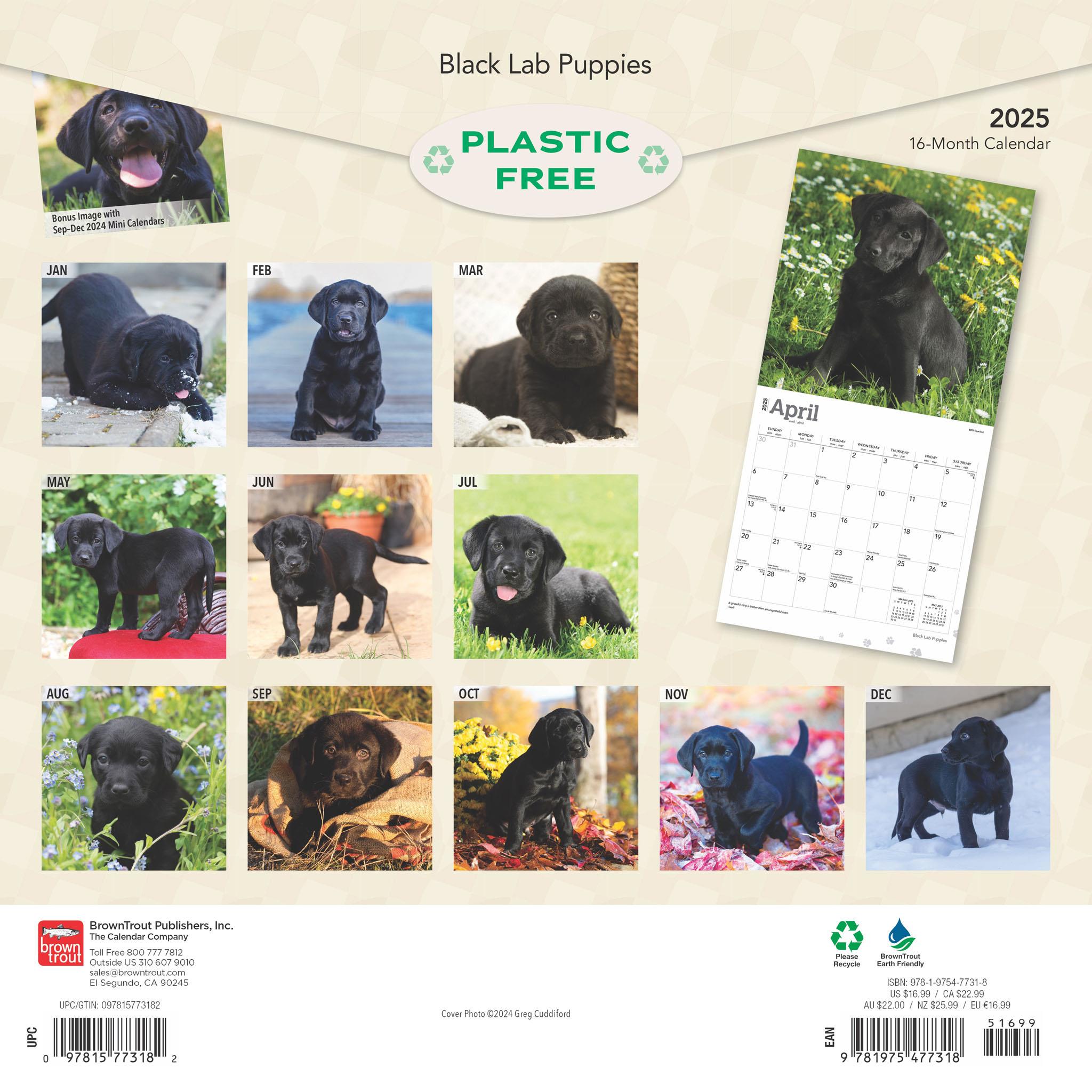 Lab Black Puppies Wall 2025 Calendar