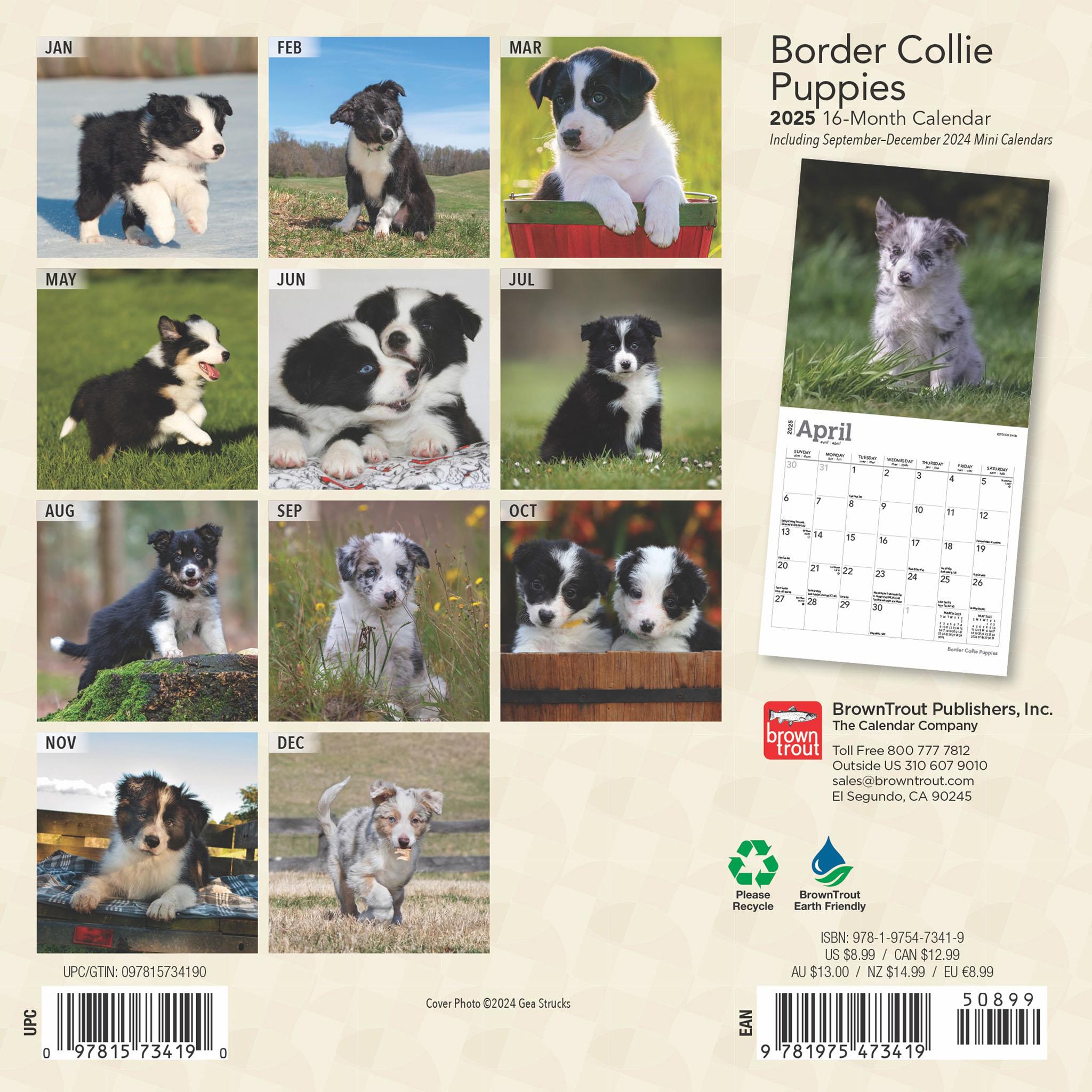 Border Collie Puppies Mini 2025 Calendar