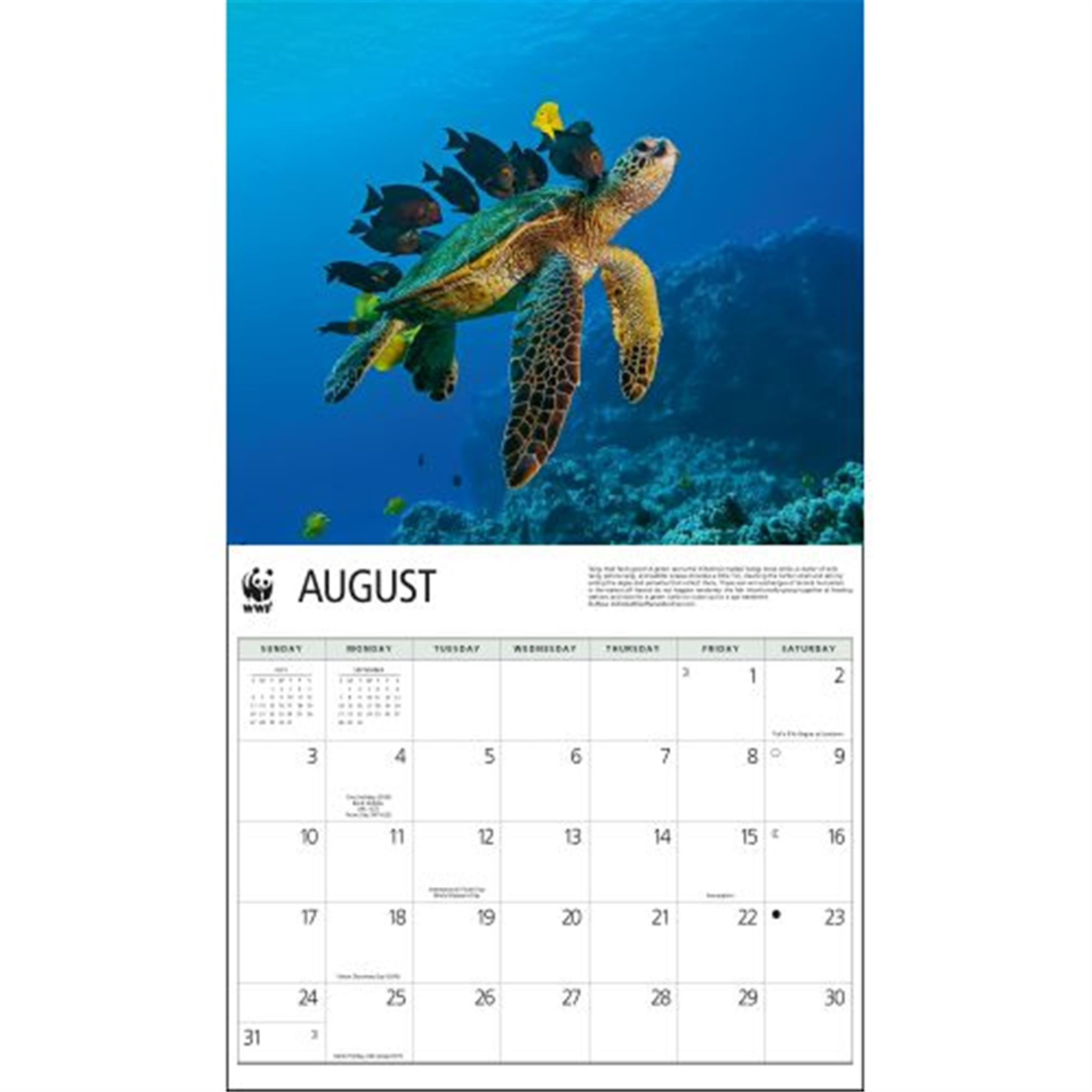 Sea Turtles World Wildlife Fund Wall 2025 Calendar