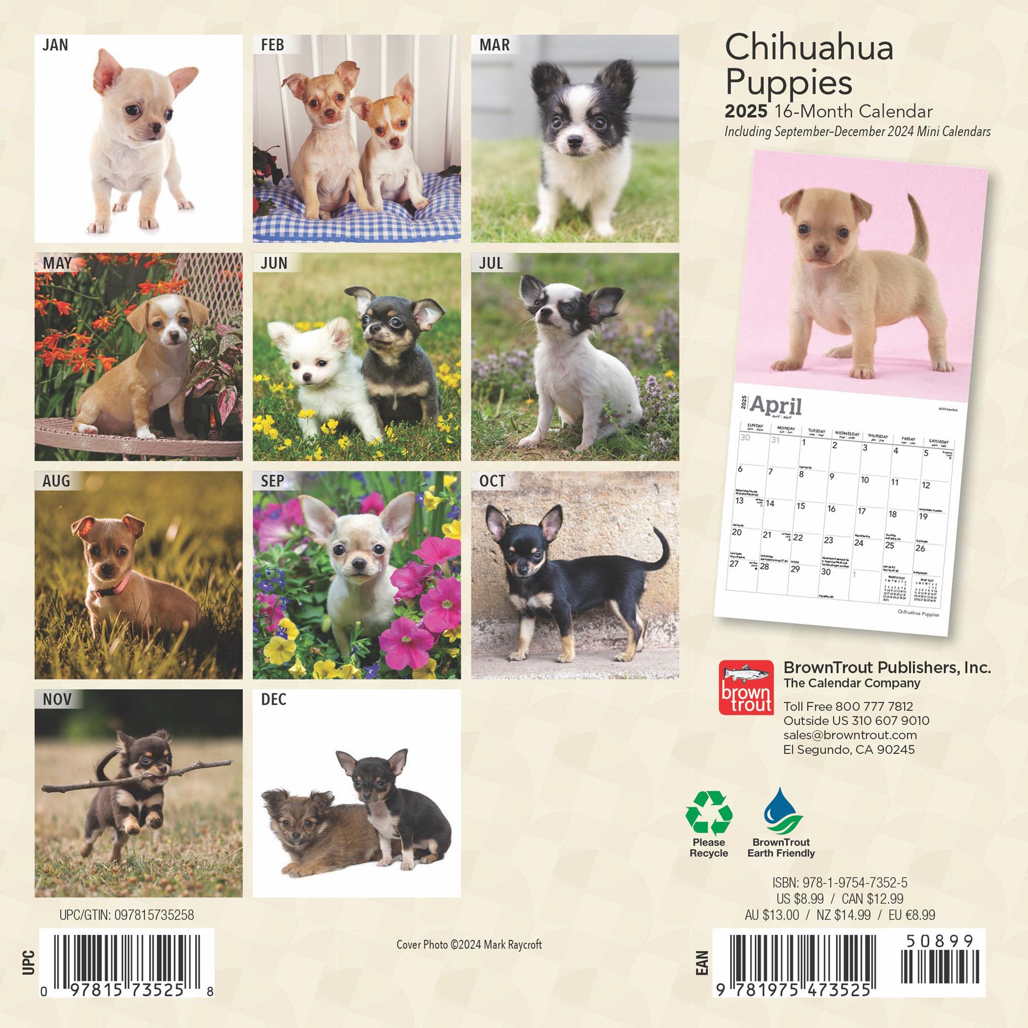 Chihuahua Puppies Mini 2025 Calendar