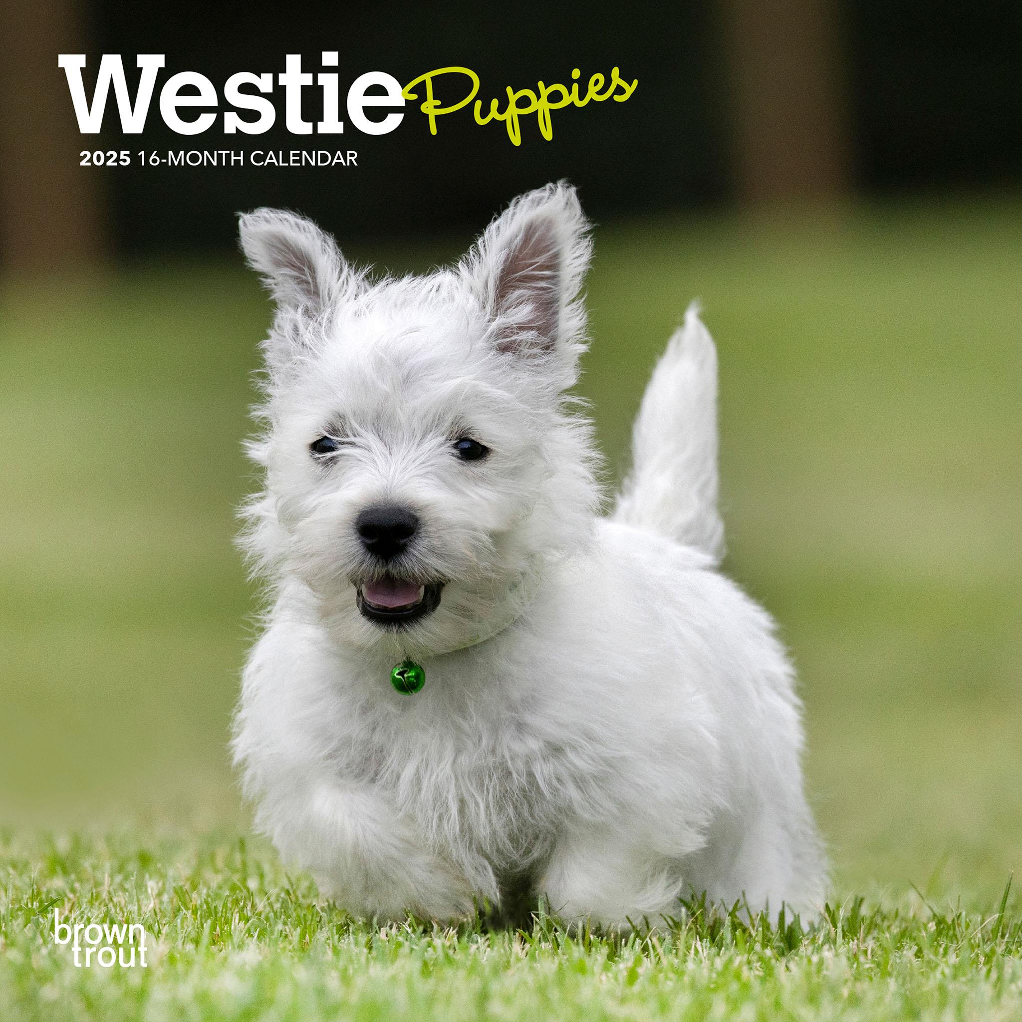 West Highland White Terrier Puppies Mini 2025 Calendar