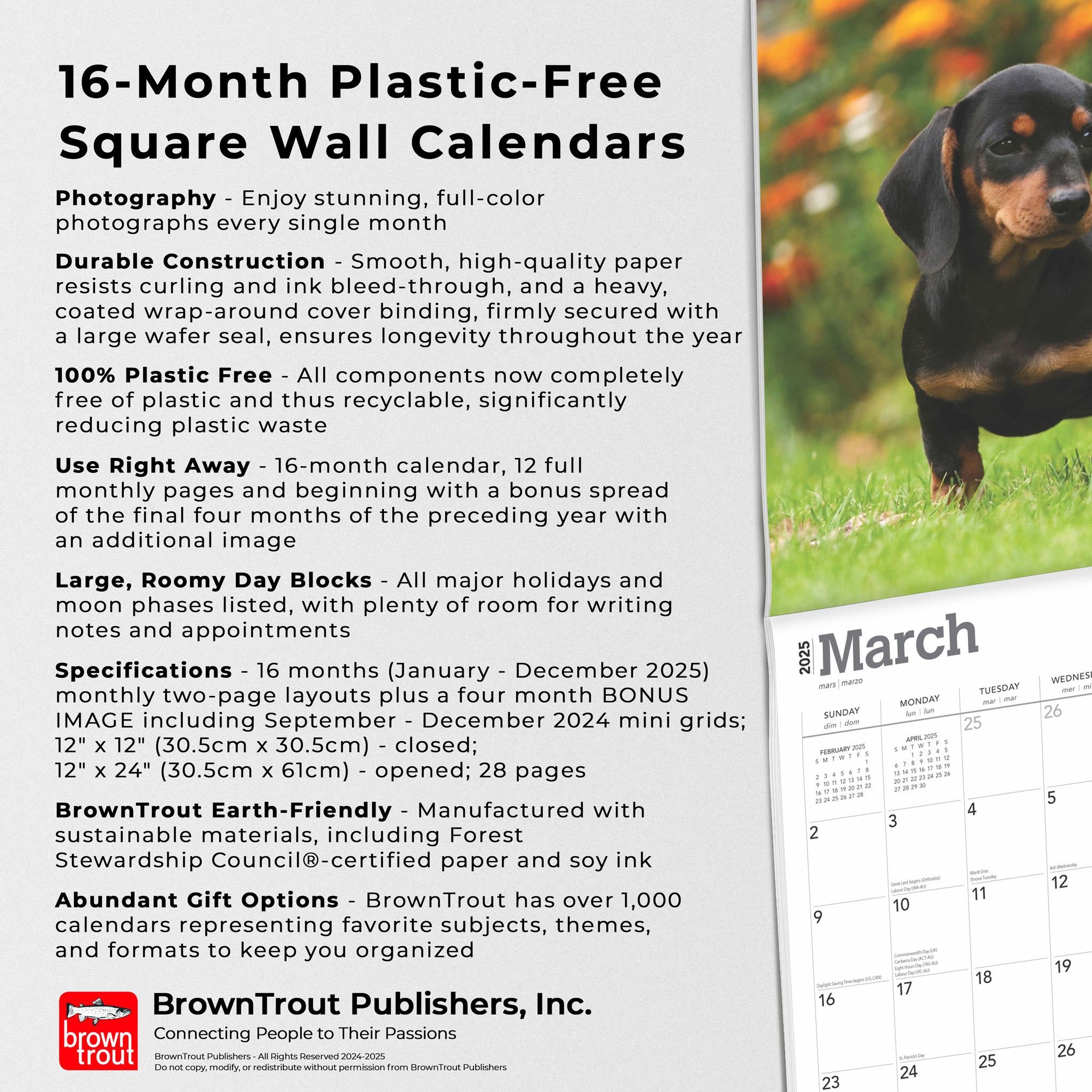 Dachshunds Wall 2025 Calendar