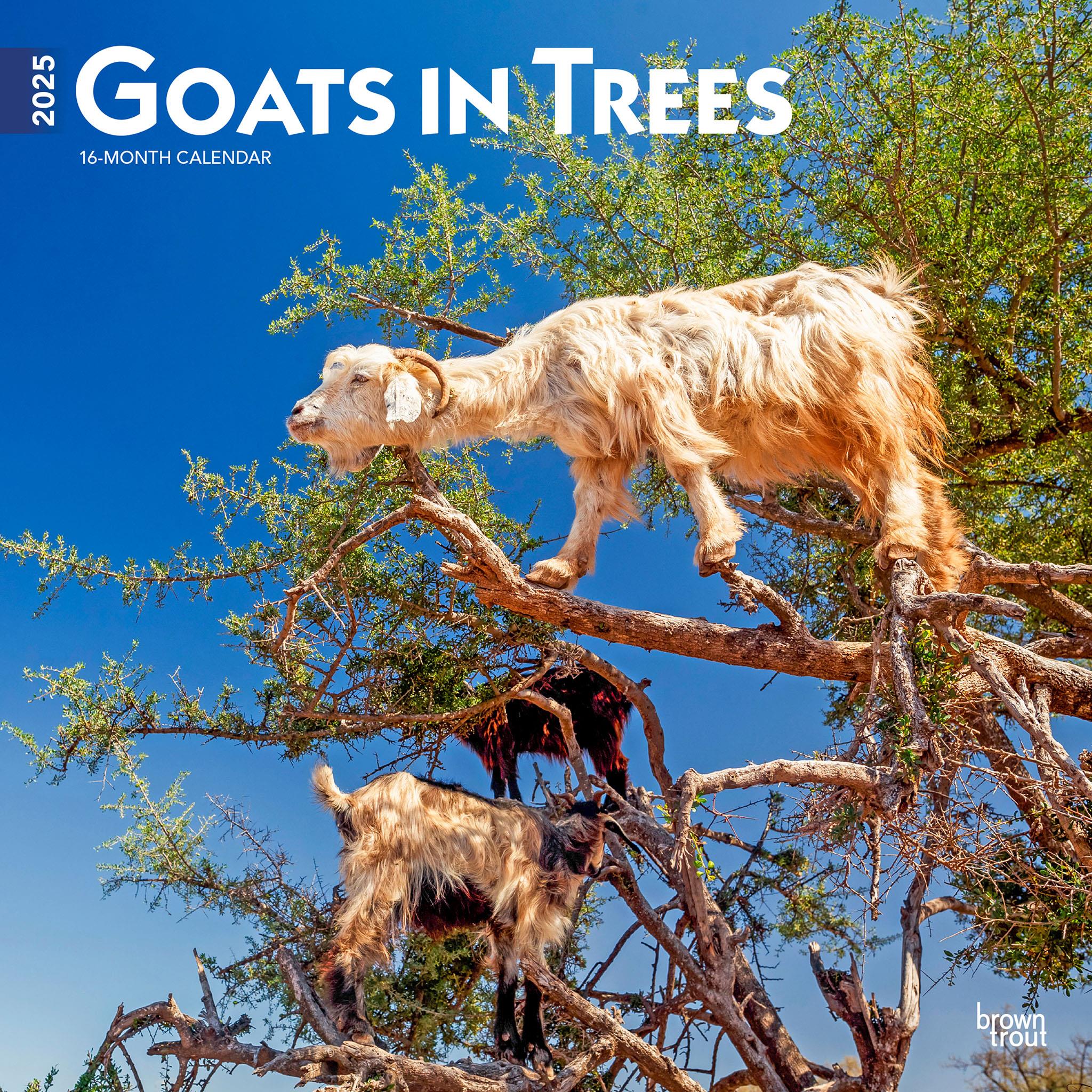 Goats In Trees Wall 2025 Calendar