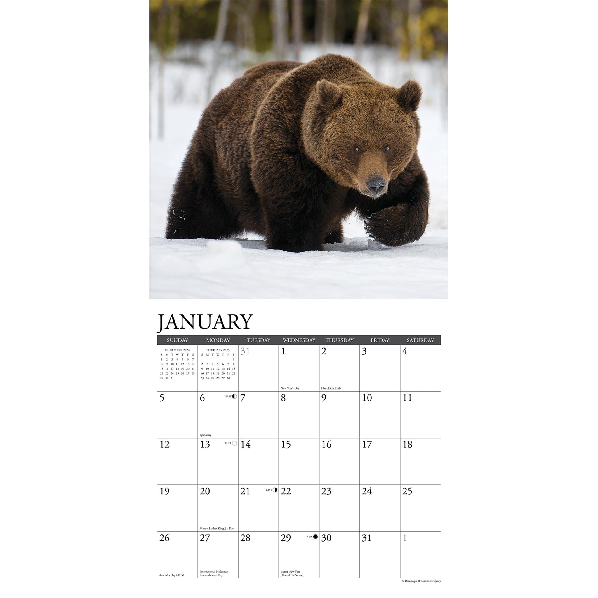 Grizzlies Wall 2025 Calendar