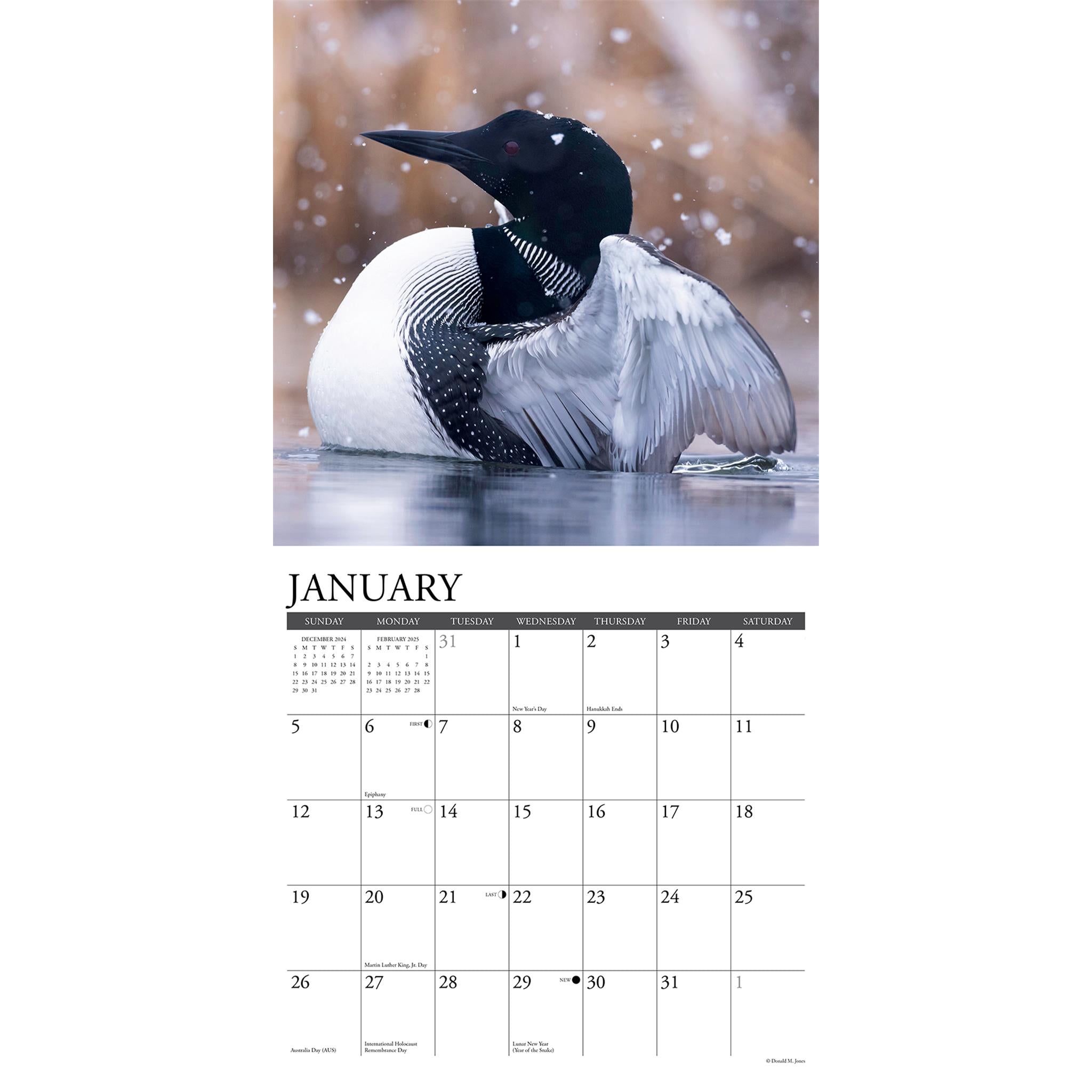 Loons Wall 2025 Calendar