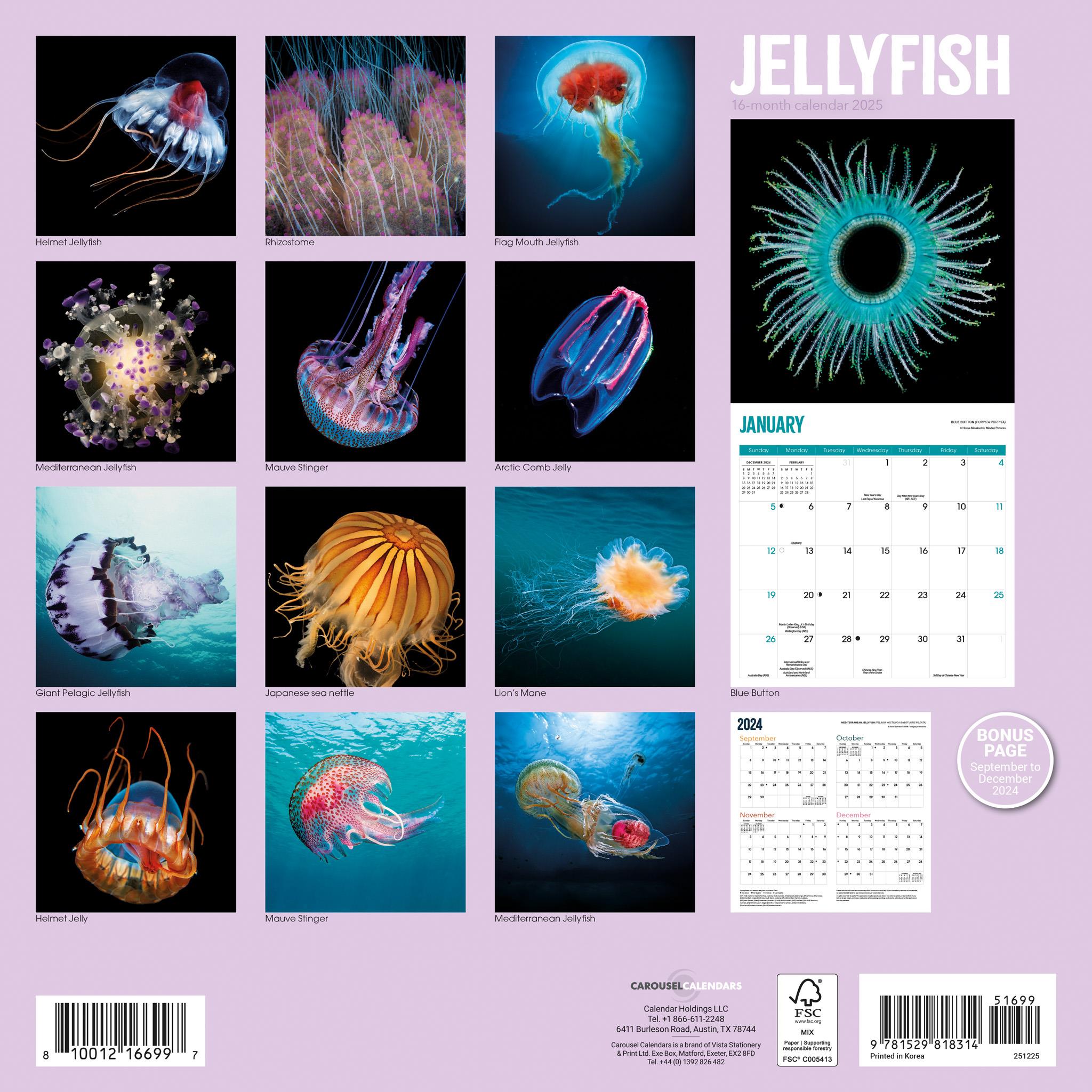 Jellyfish Wall 2025 Calendar