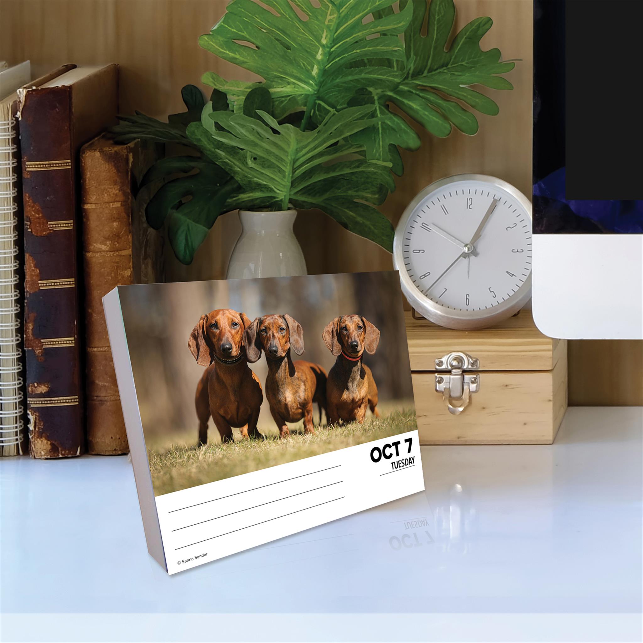 Just Dachshunds Box 2025 Calendar