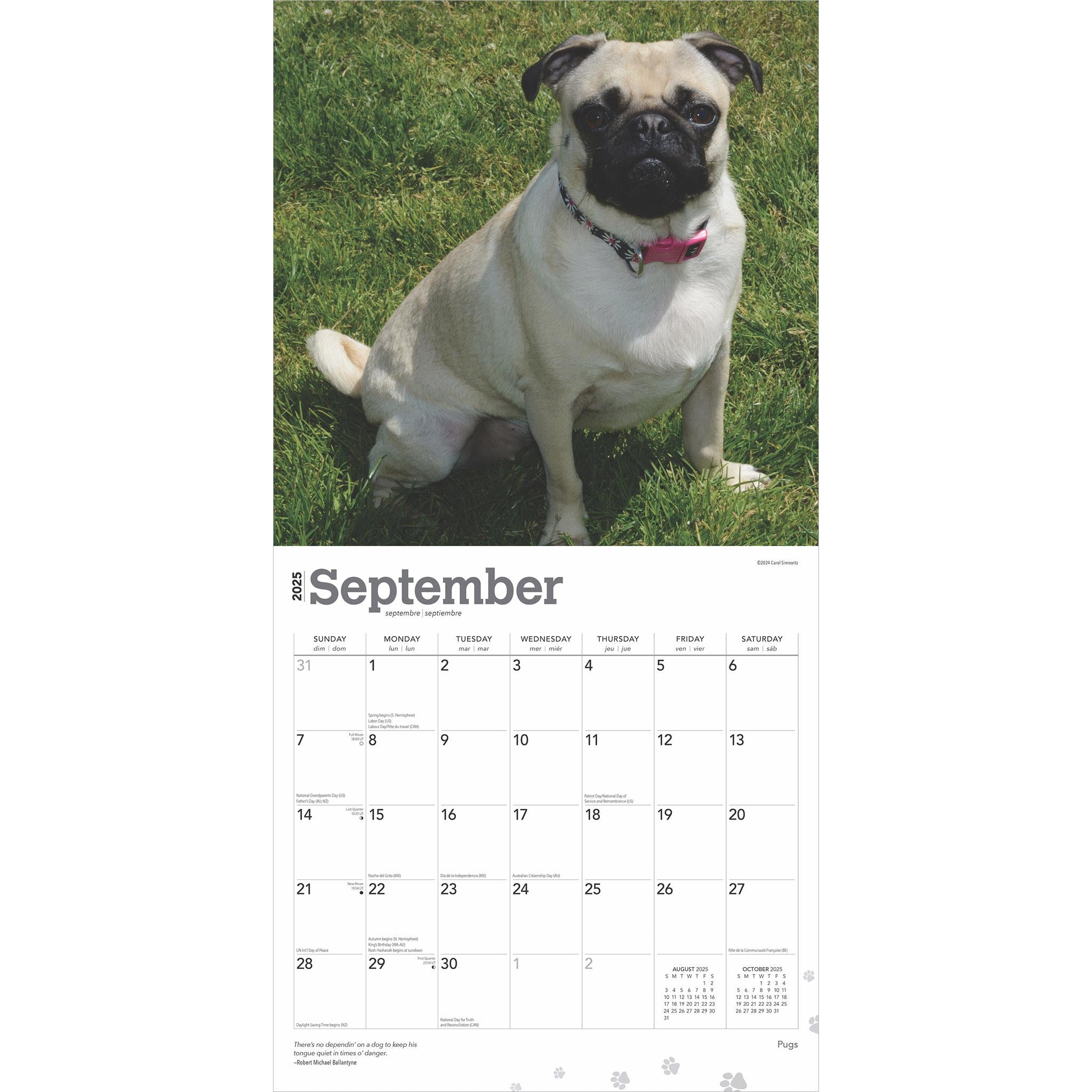 Pugs Wall 2025 Calendar