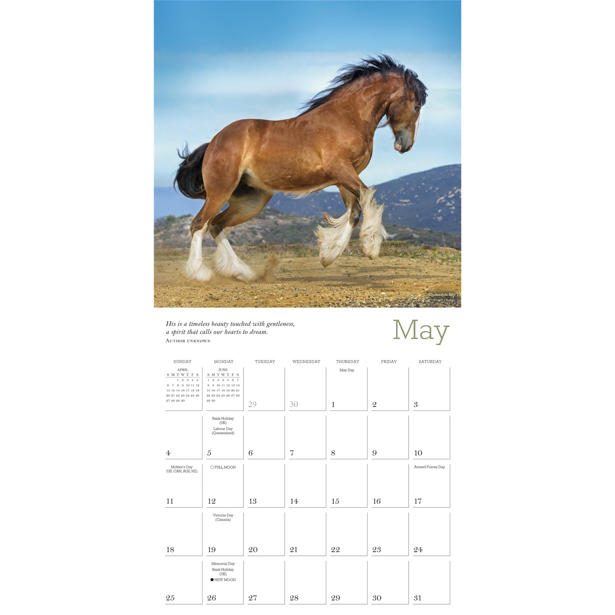 Majestic Horse Wall 2025 Calendar - Online Exclusive