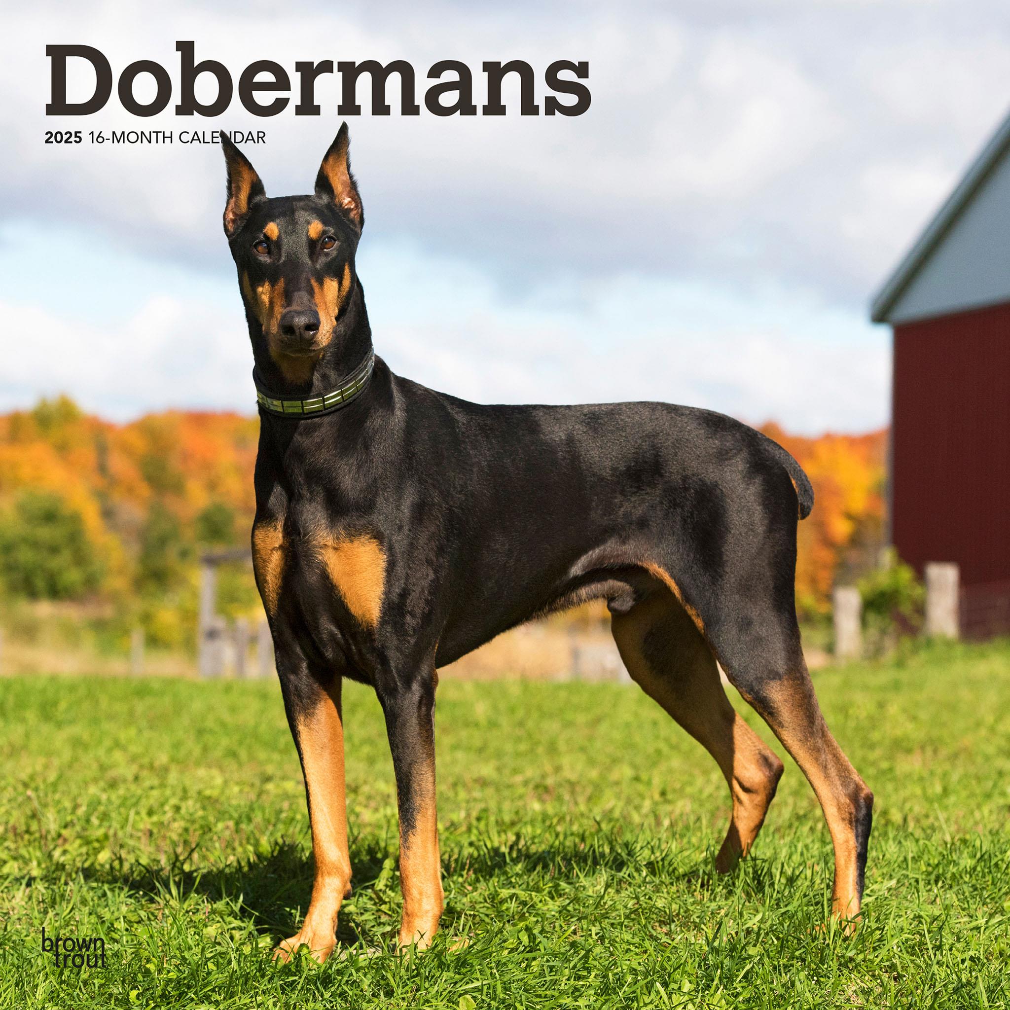 Dobermans Wall 2025 Calendar