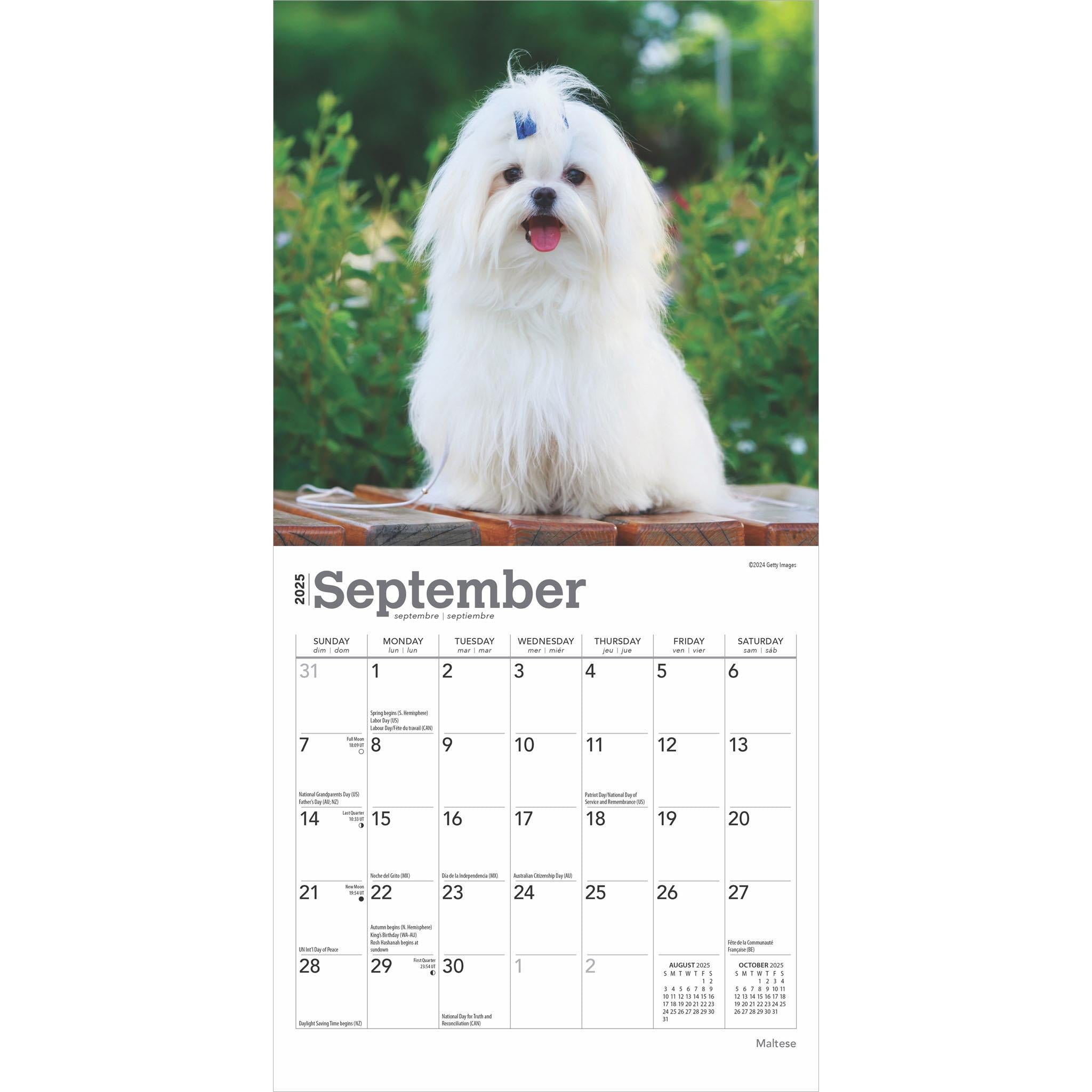 Maltese Mini 2025 Calendar - Online Exclusive