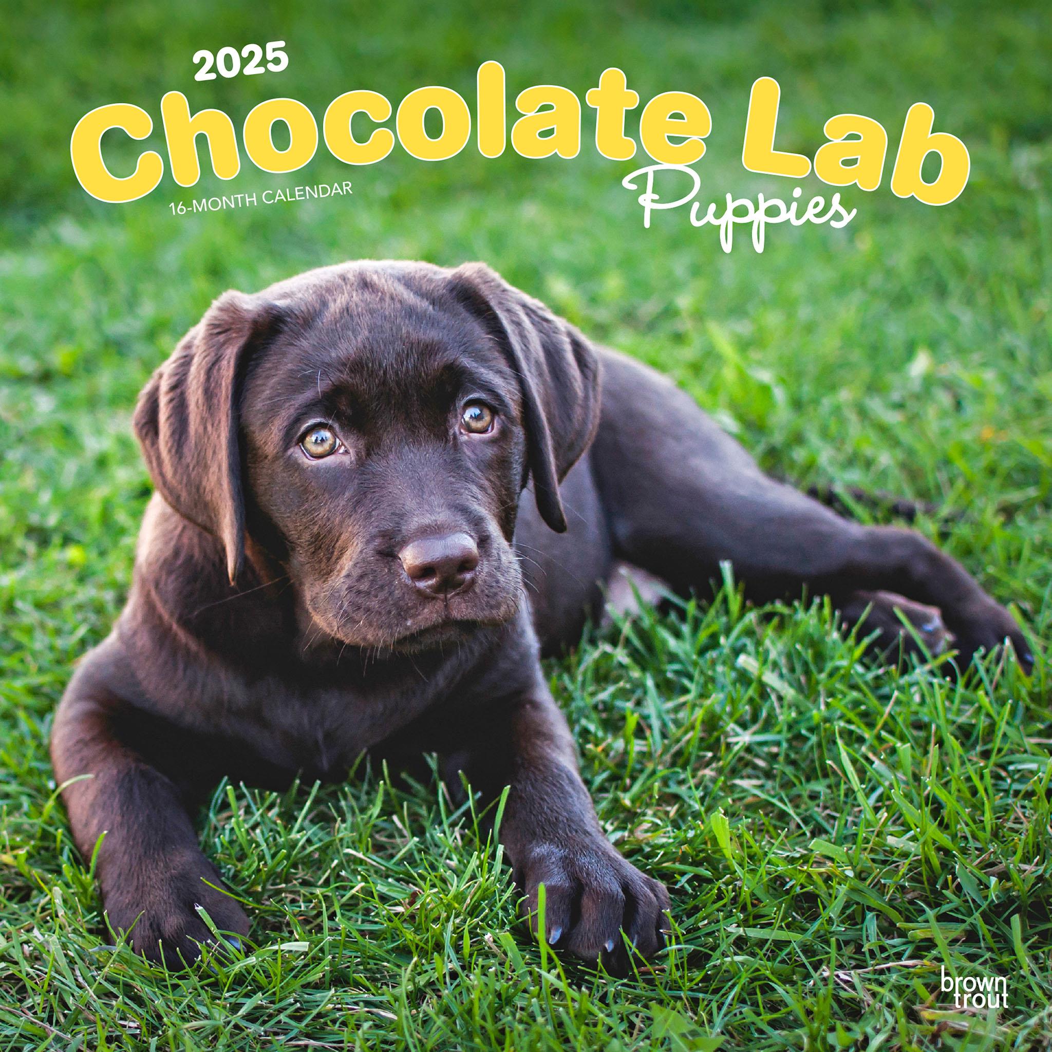 Lab Chocolate Puppies Wall 2025 Calendar