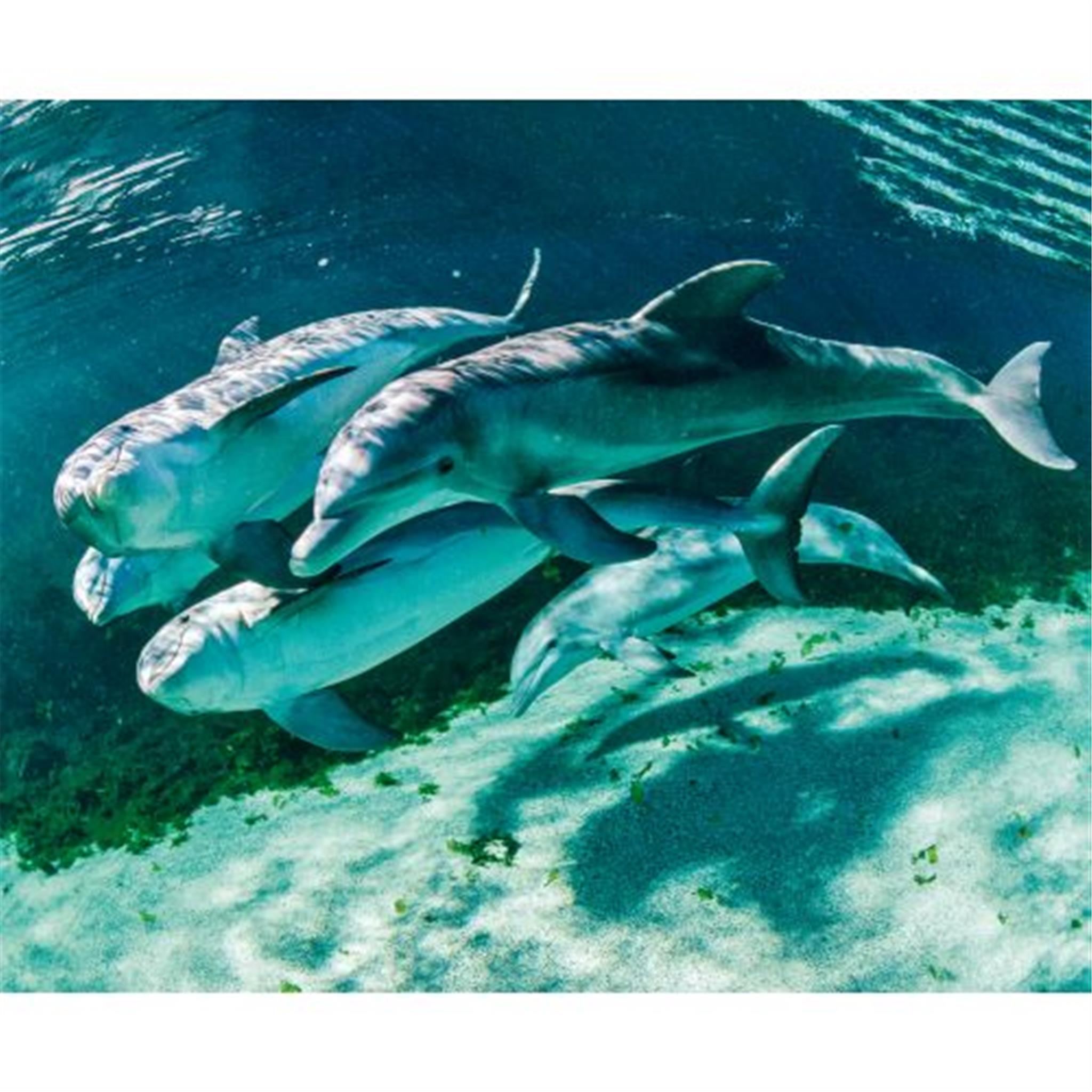 Dolphins World Wildlife Fund Wall 2025 Calendar