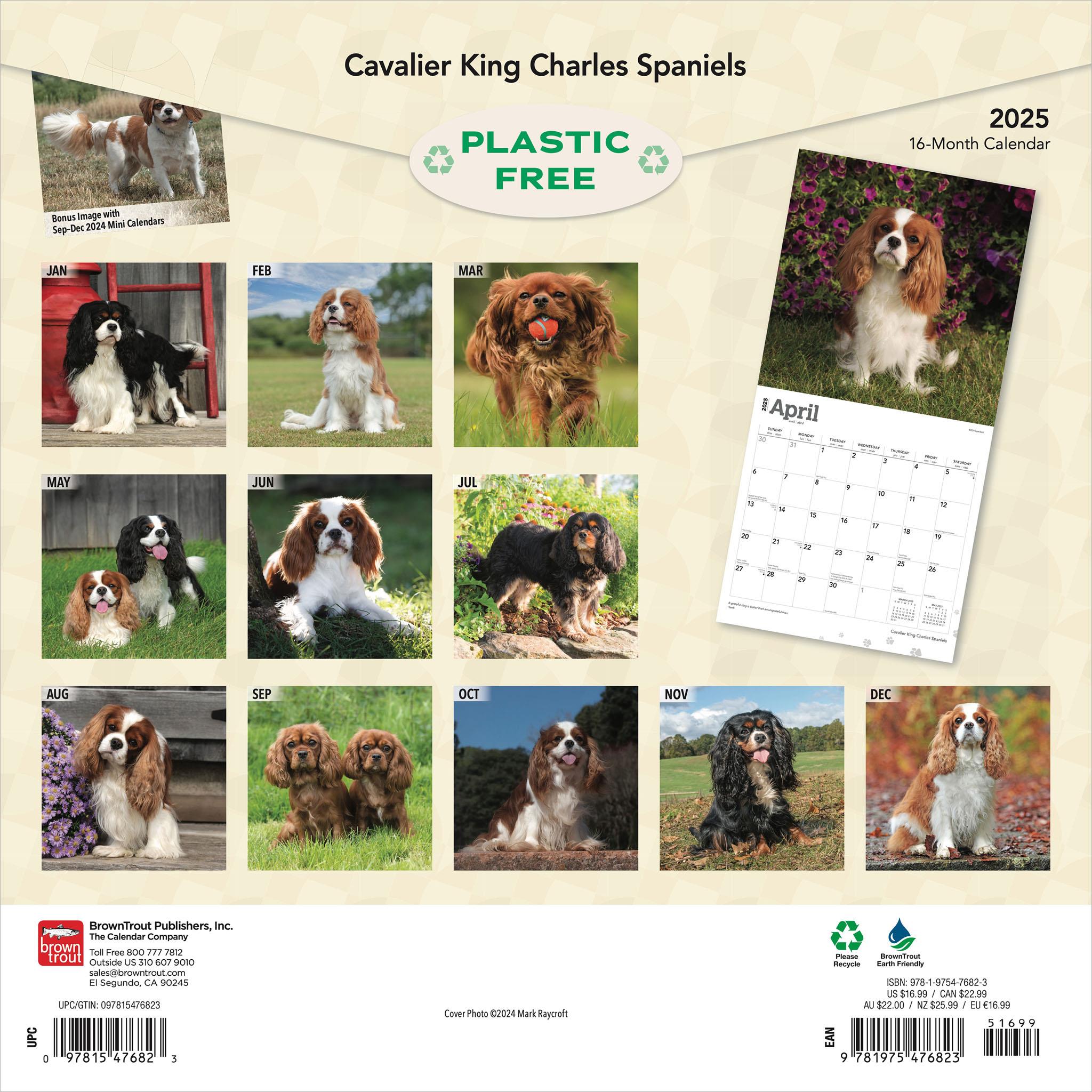 Cavalier King Charles Spaniels Wall 2025 Calendar