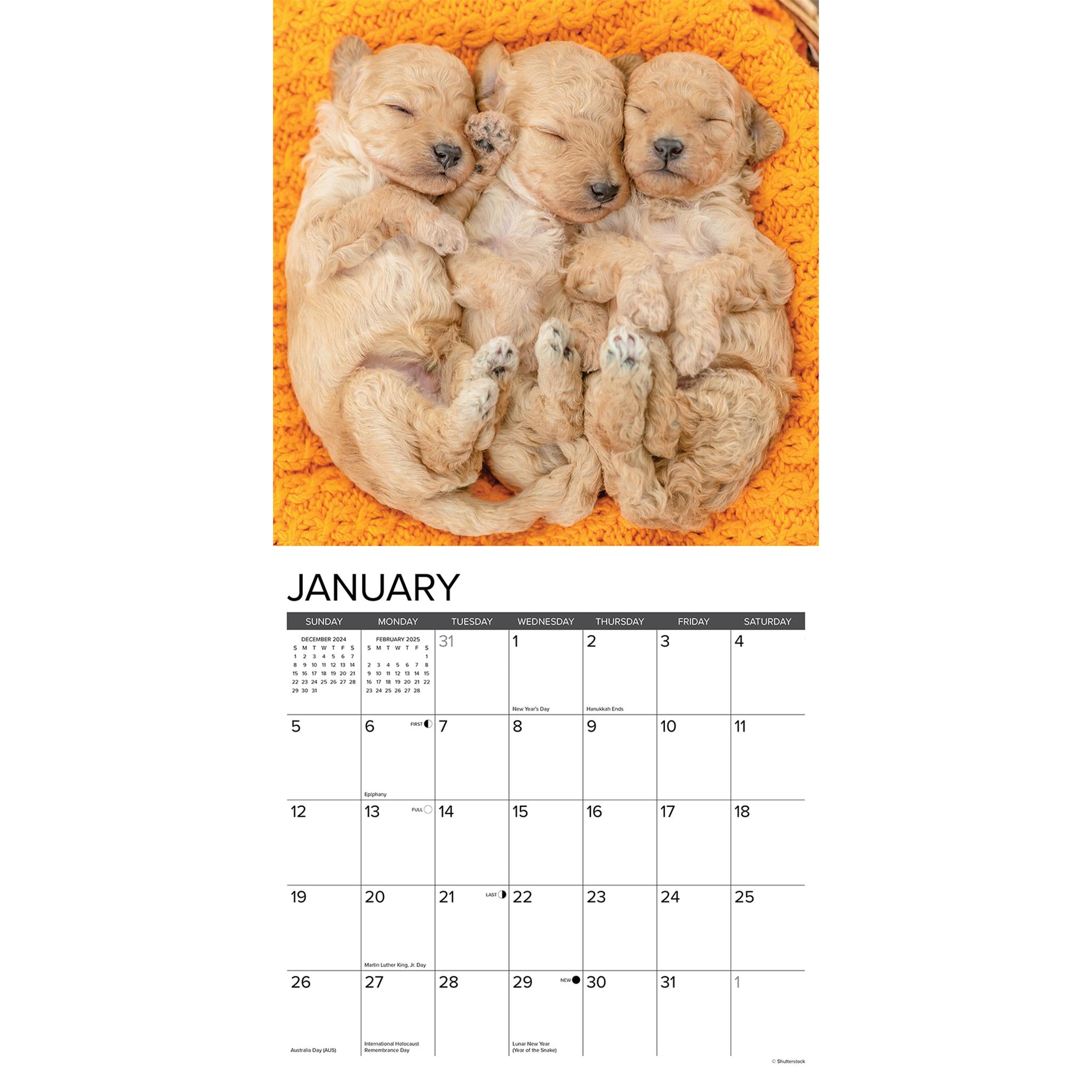 Just Poodle Puppies Wall 2025 Calendar - Online Exclusive