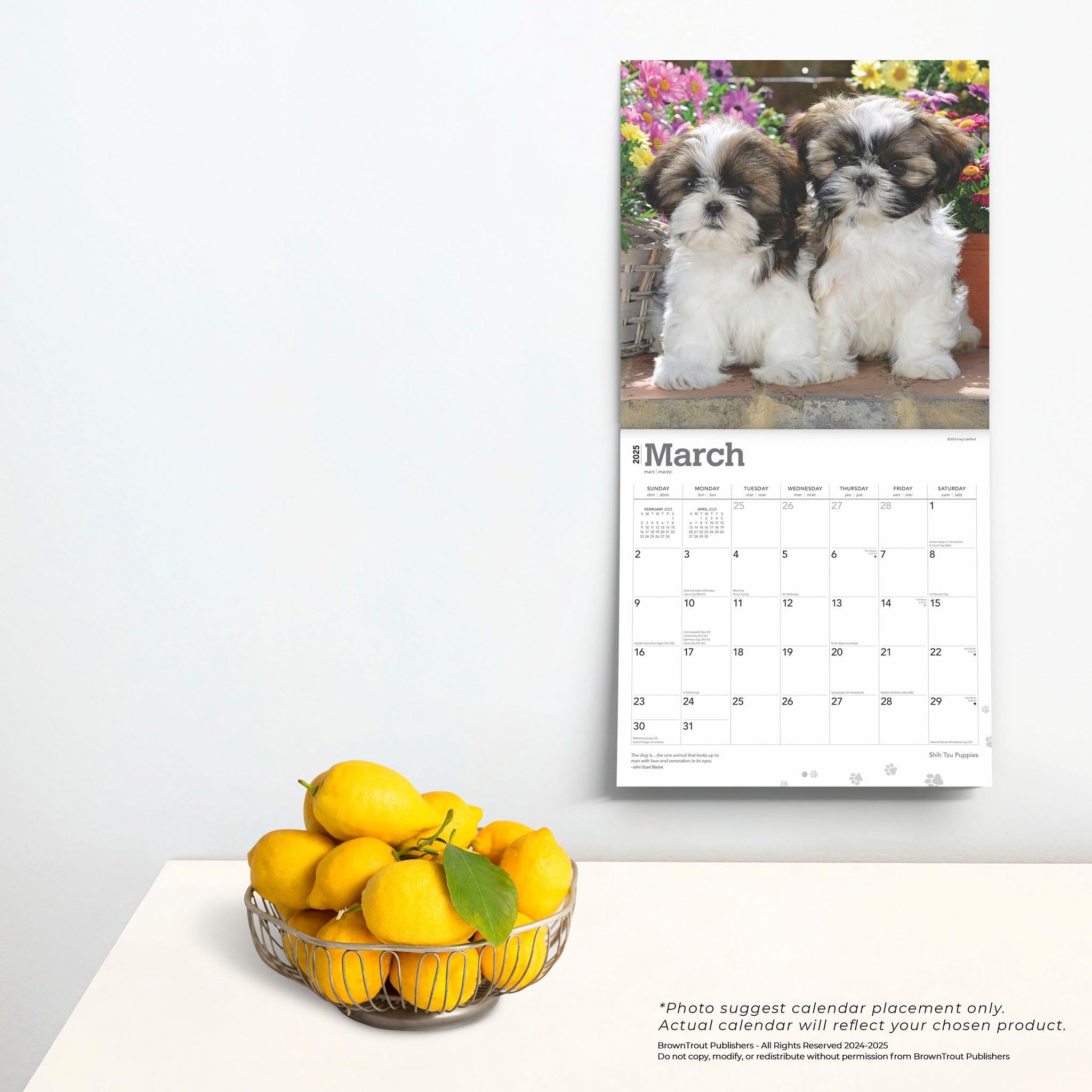 Shih Tzu Puppies Wall 2025 Calendar