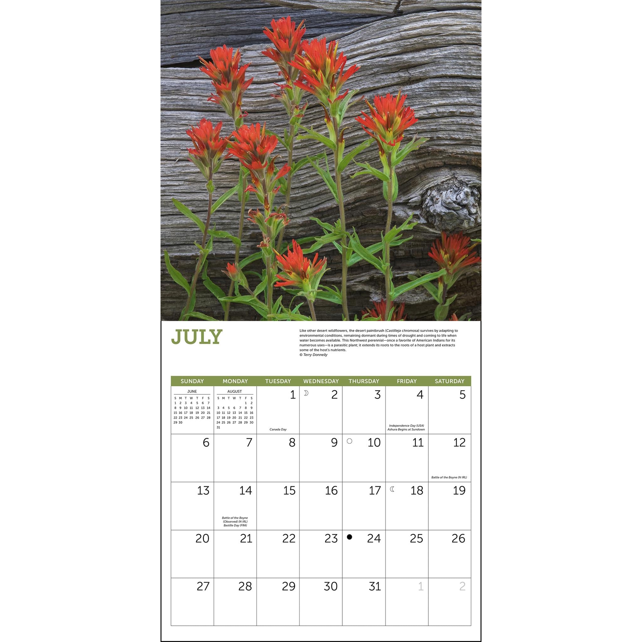 Wildflowers Wall 2025 Calendar