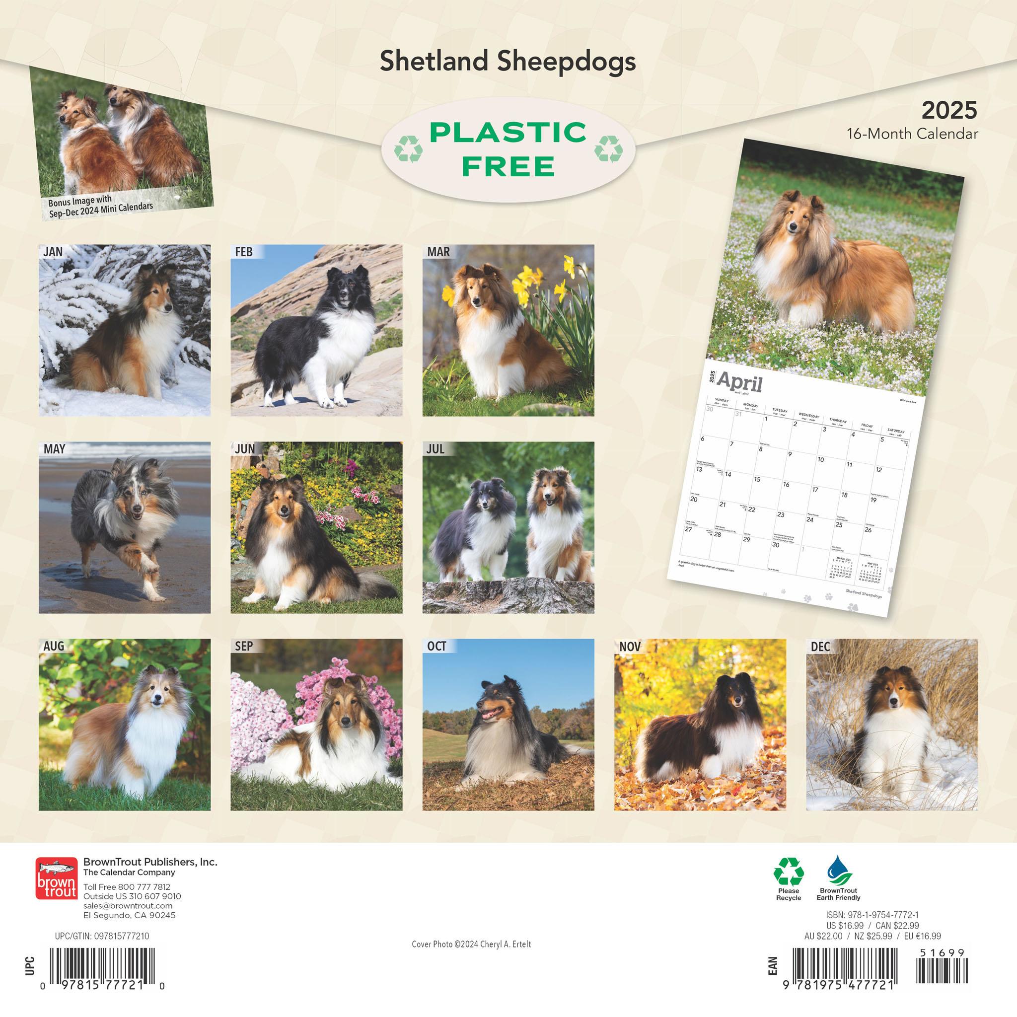 Shetland Sheepdogs Wall 2025 Calendar - Online Exclusive