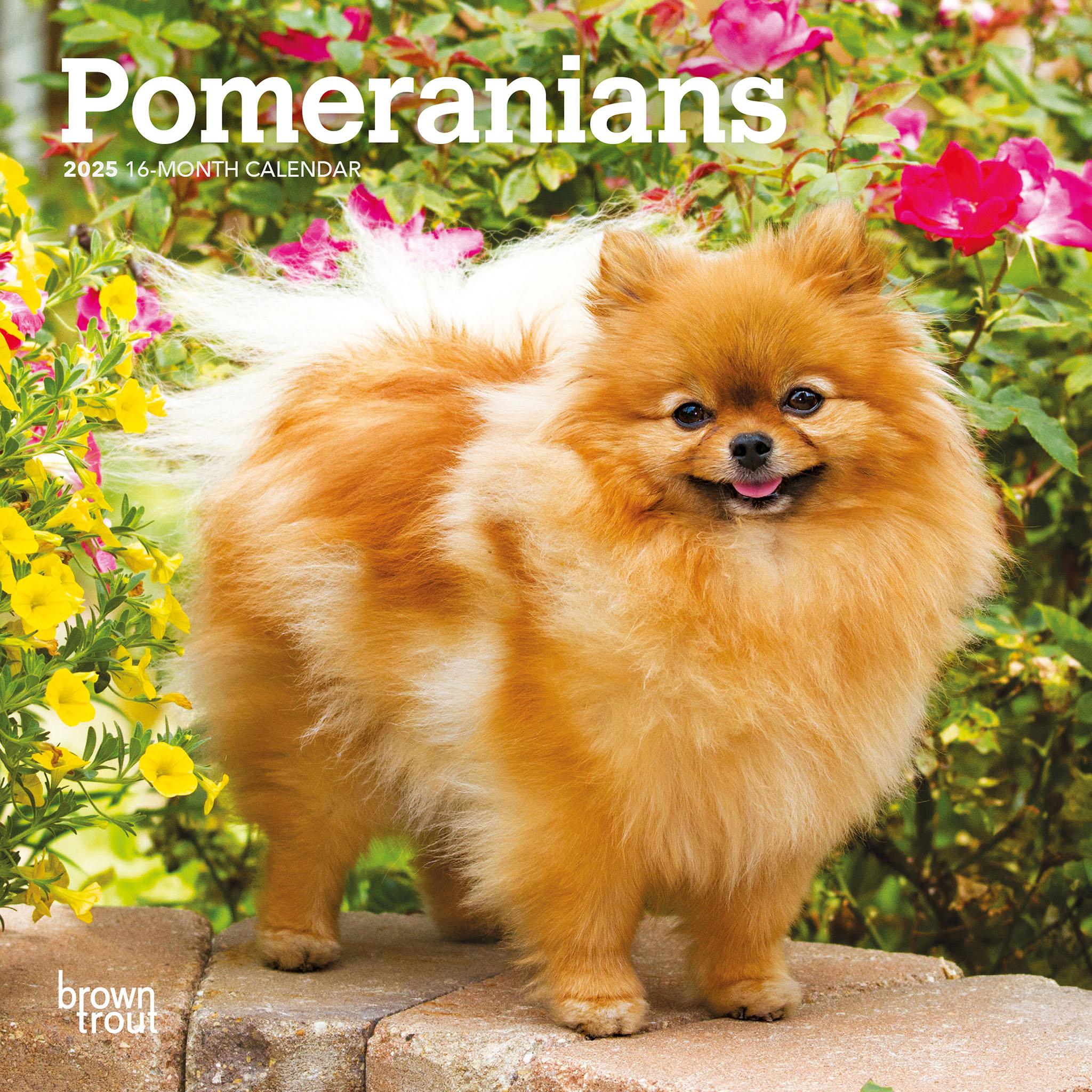 Pomeranians Mini 2025 Calendar