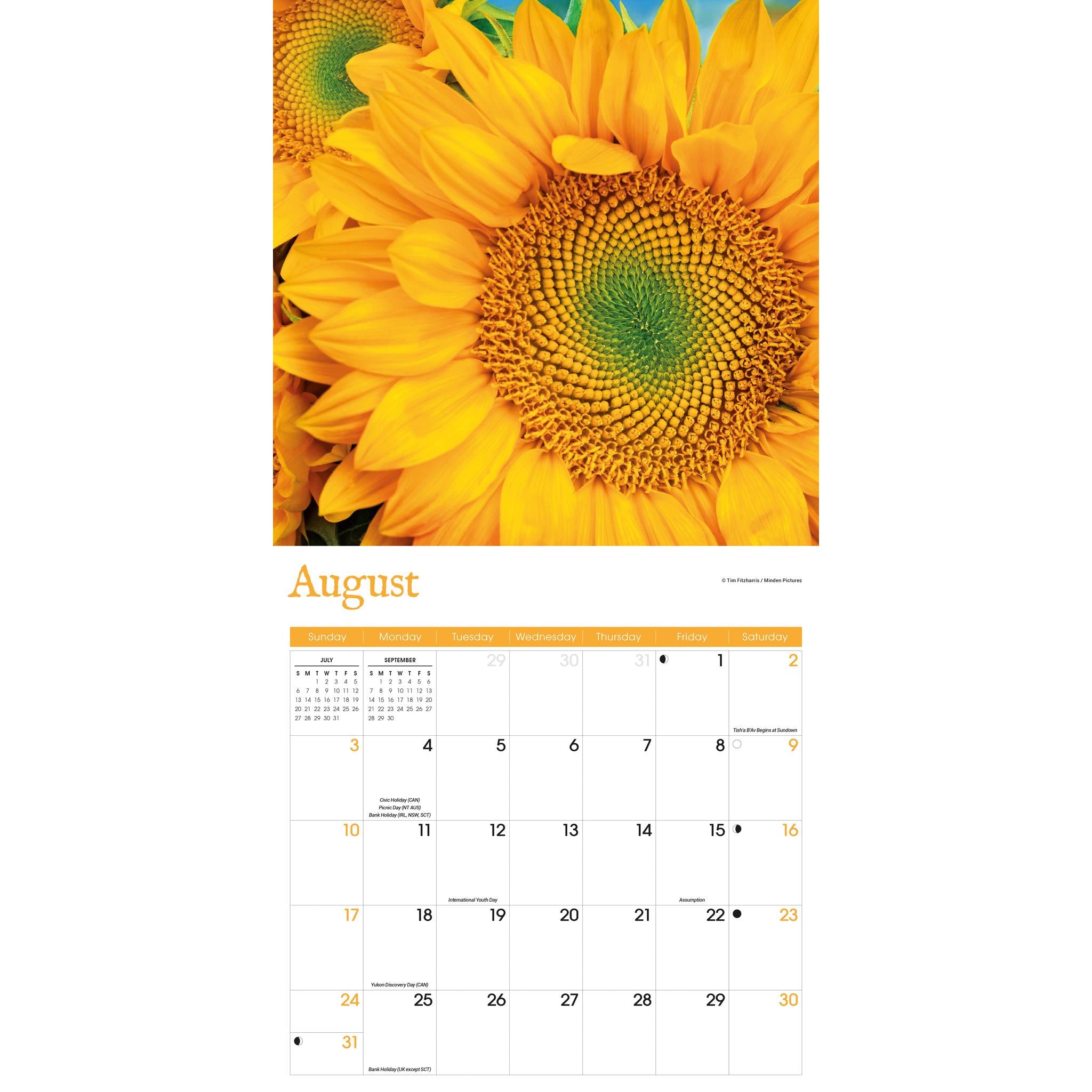 Sunflowers Wall 2025 Calendar