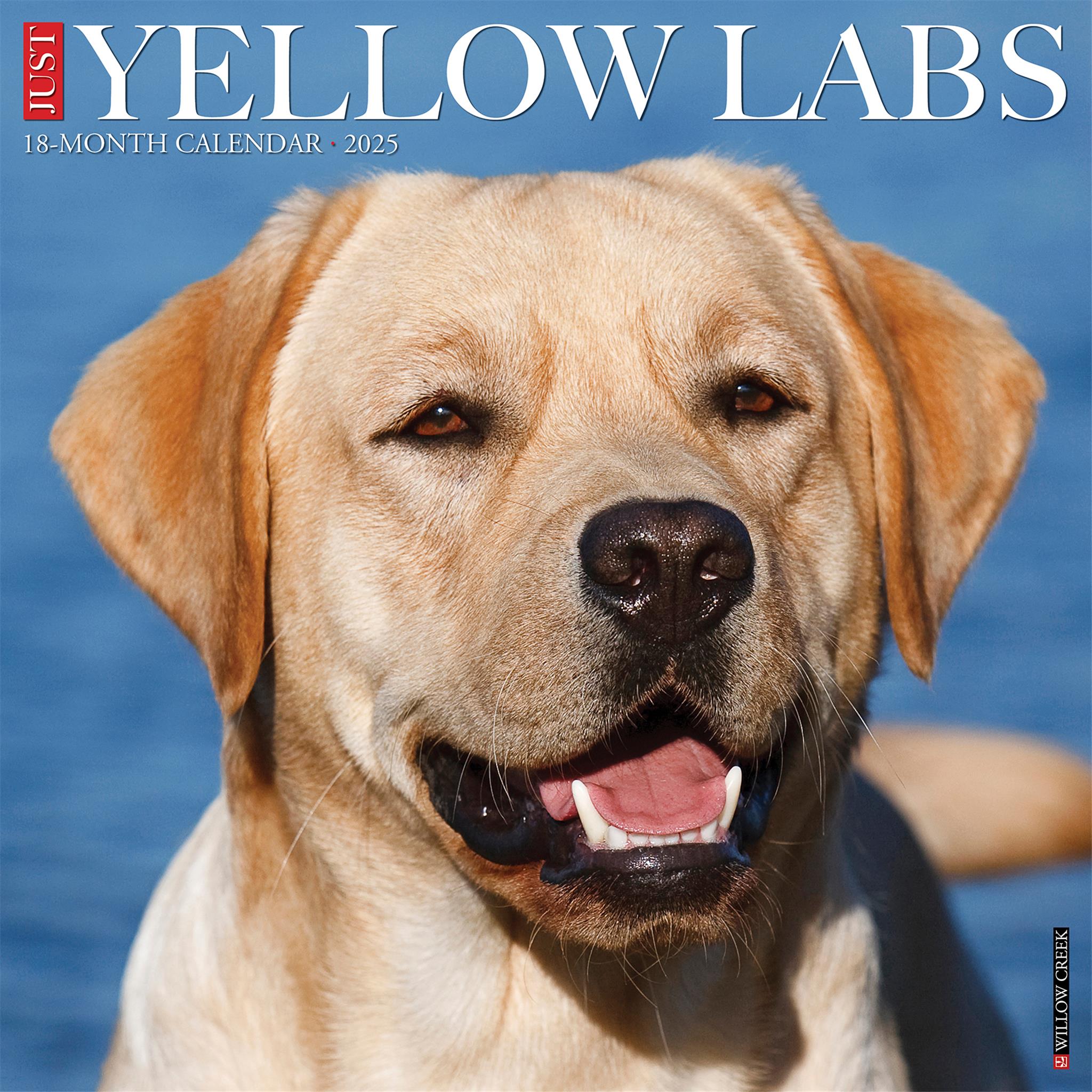 Just Yellow Labs Wall 2025 Calendar