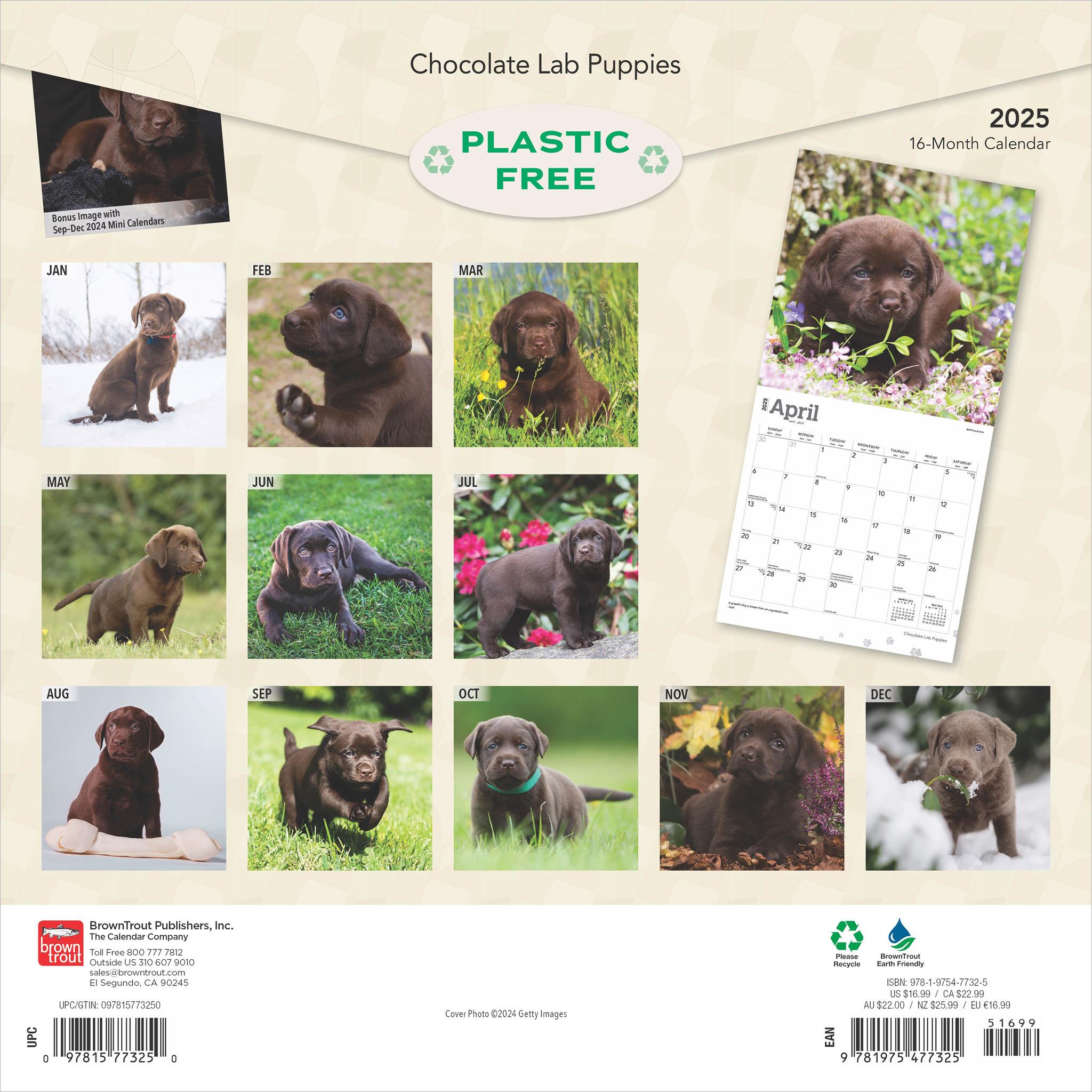 Lab Chocolate Puppies Wall 2025 Calendar