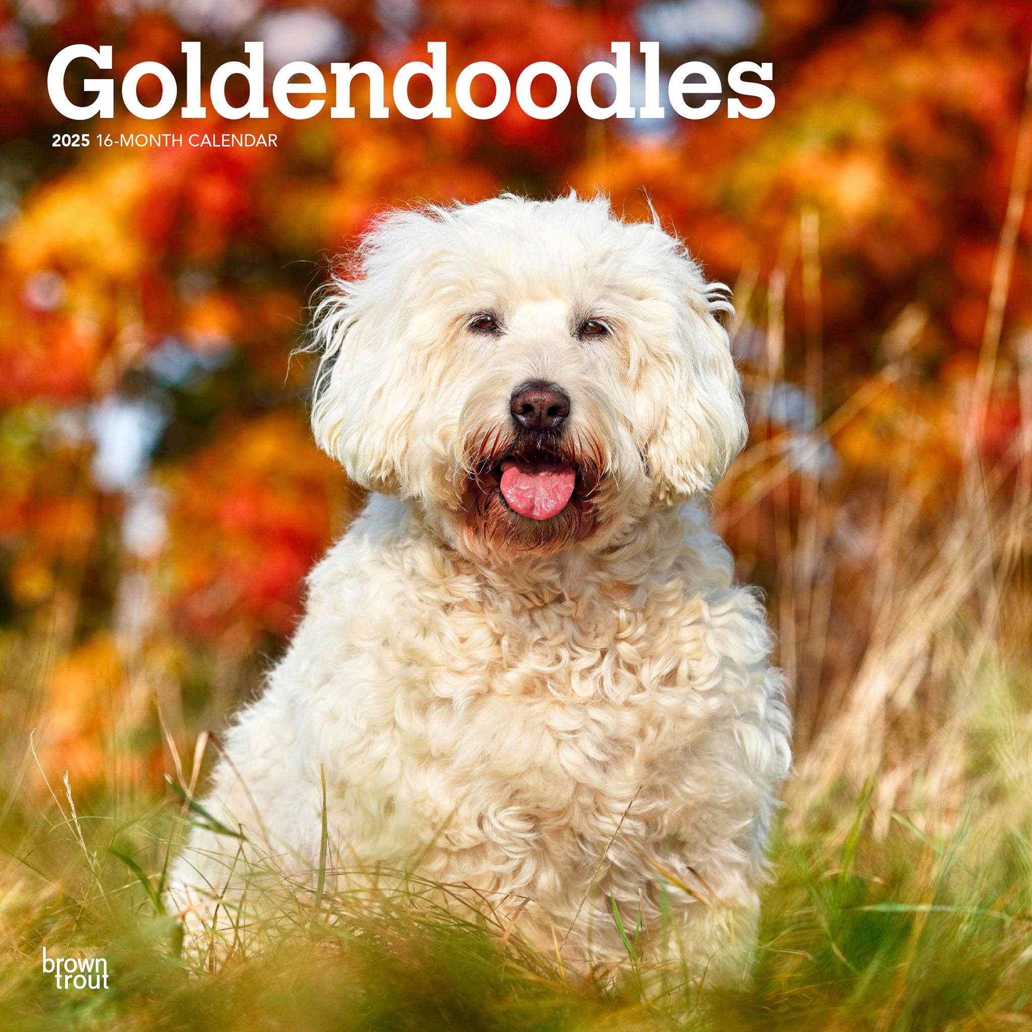 Goldendoodles Wall 2025 Calendar