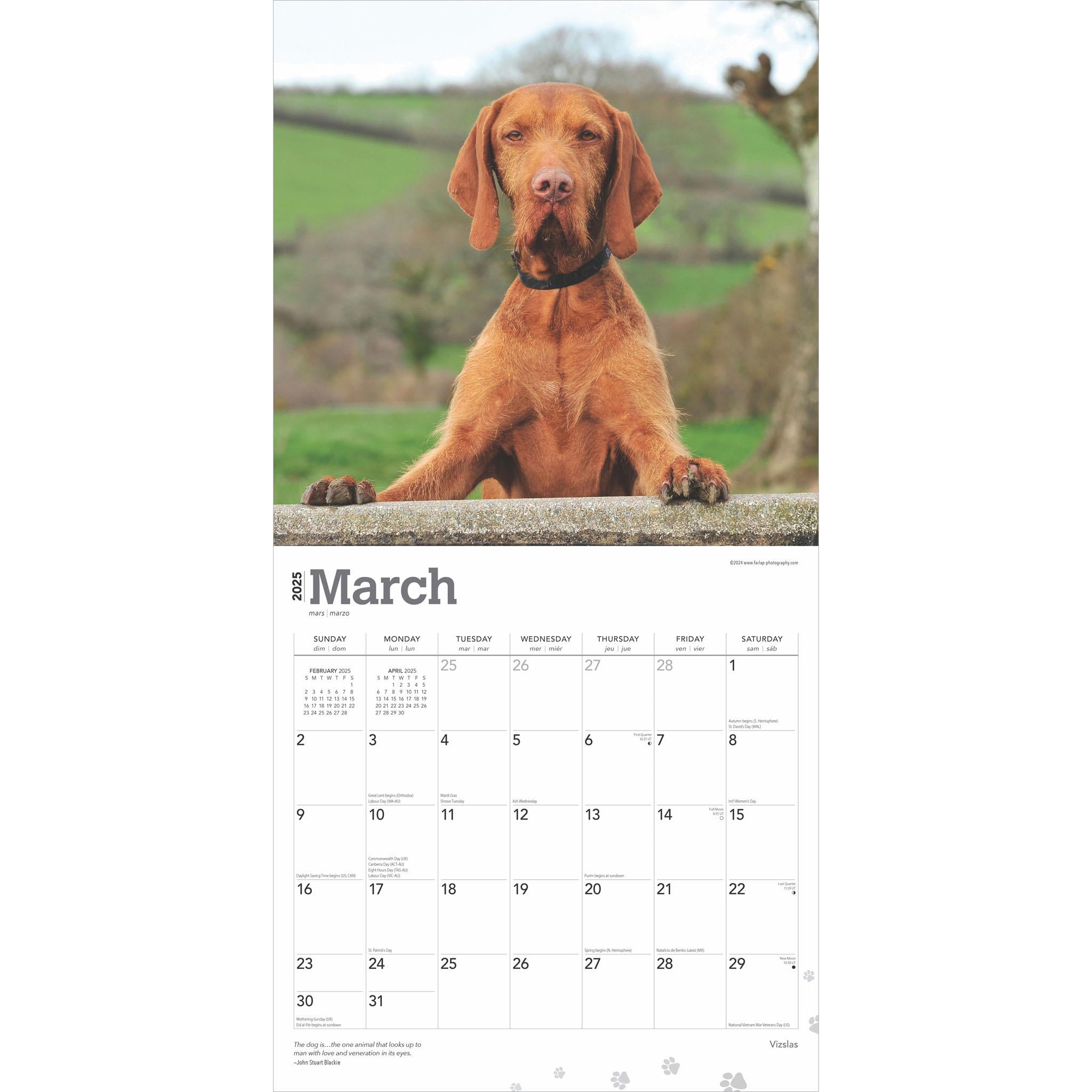 Vizslas Wall 2025 Calendar