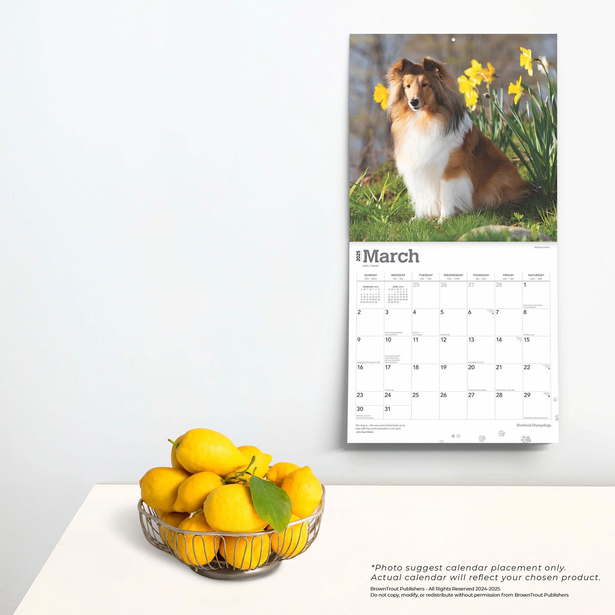 Shetland Sheepdogs Wall 2025 Calendar - Online Exclusive