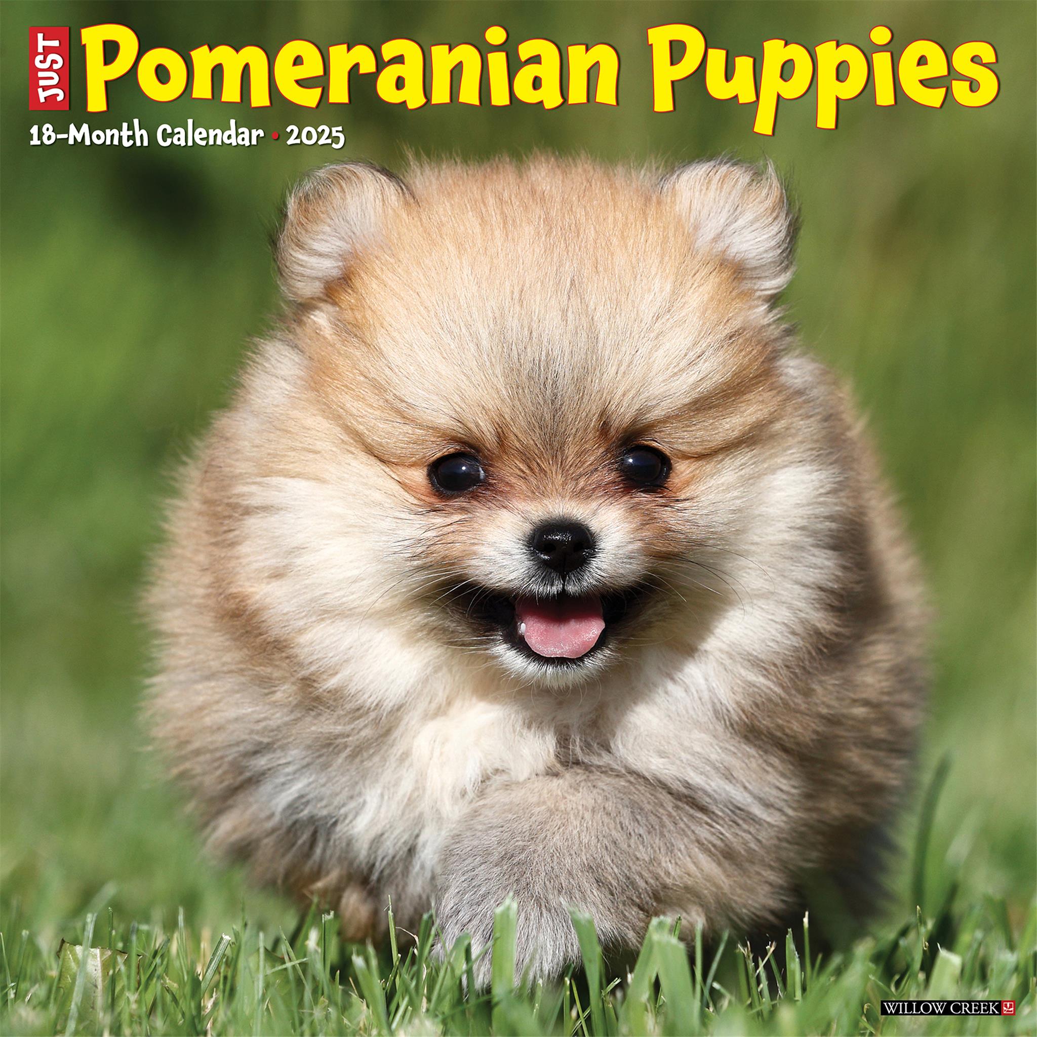Just Pomeranian Puppies Wall 2025 Calendar