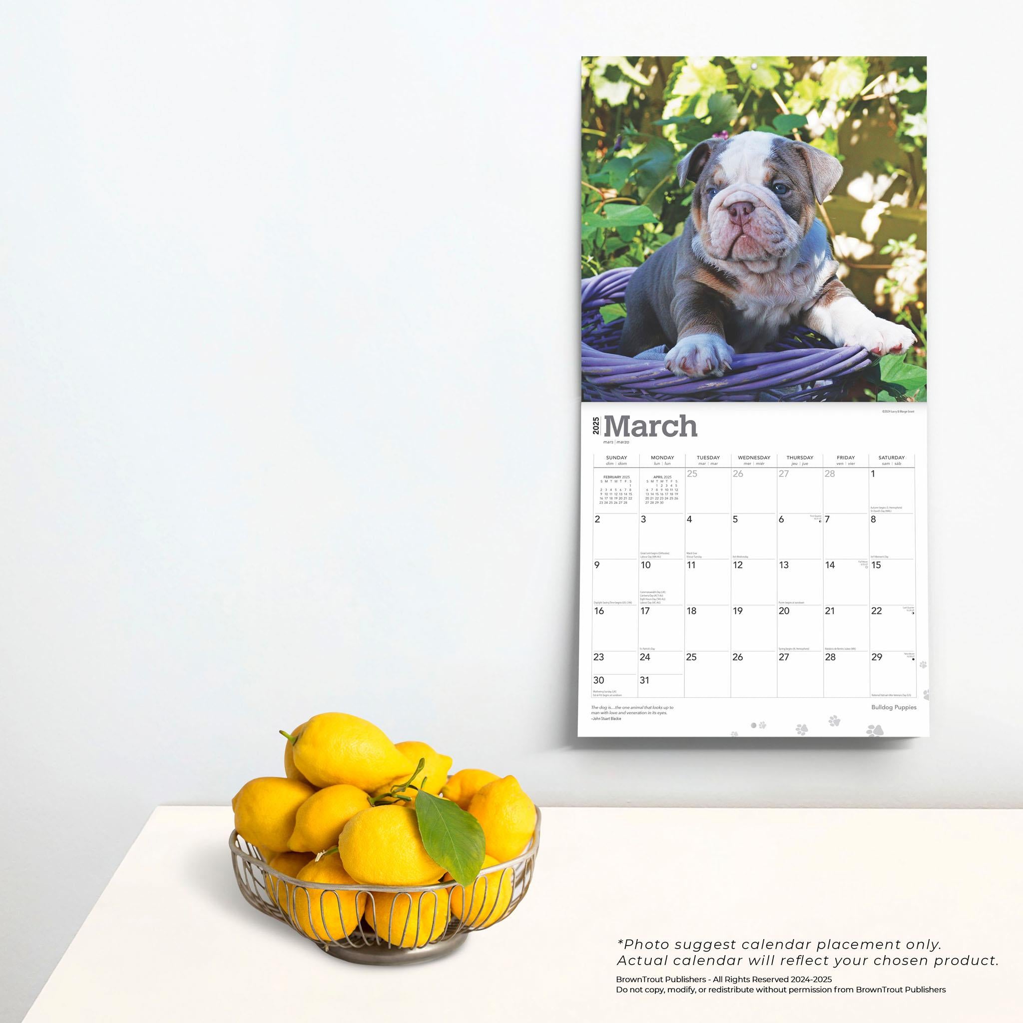 Bulldog Puppies Wall 2025 Calendar - Online Exclusive