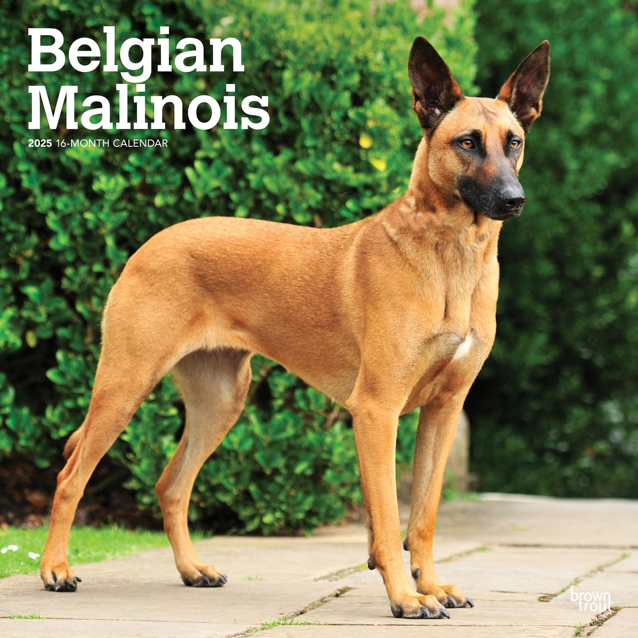 Belgian Malinois Wall 2025 Calendar - Online Exclusive