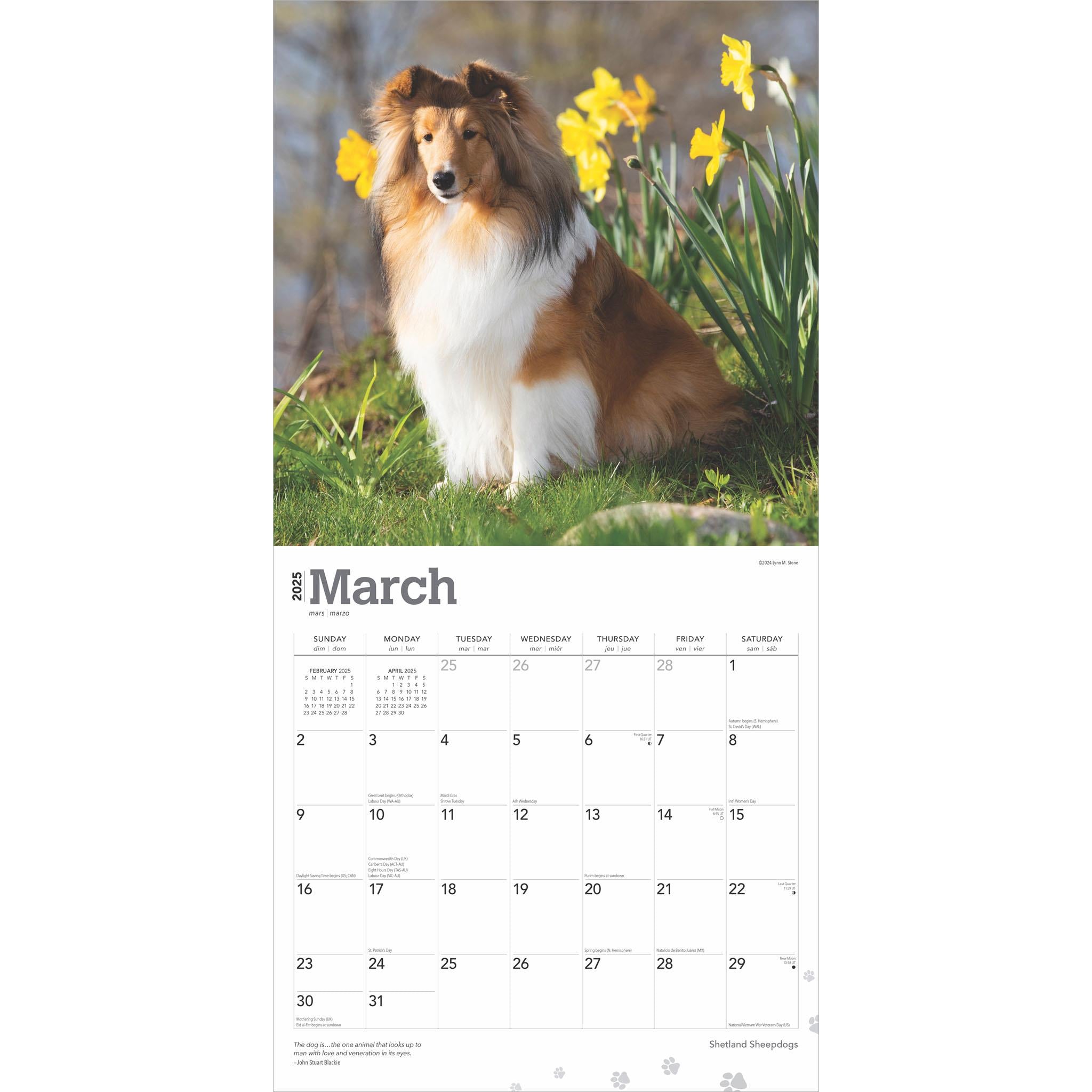 Shetland Sheepdogs Wall 2025 Calendar - Online Exclusive